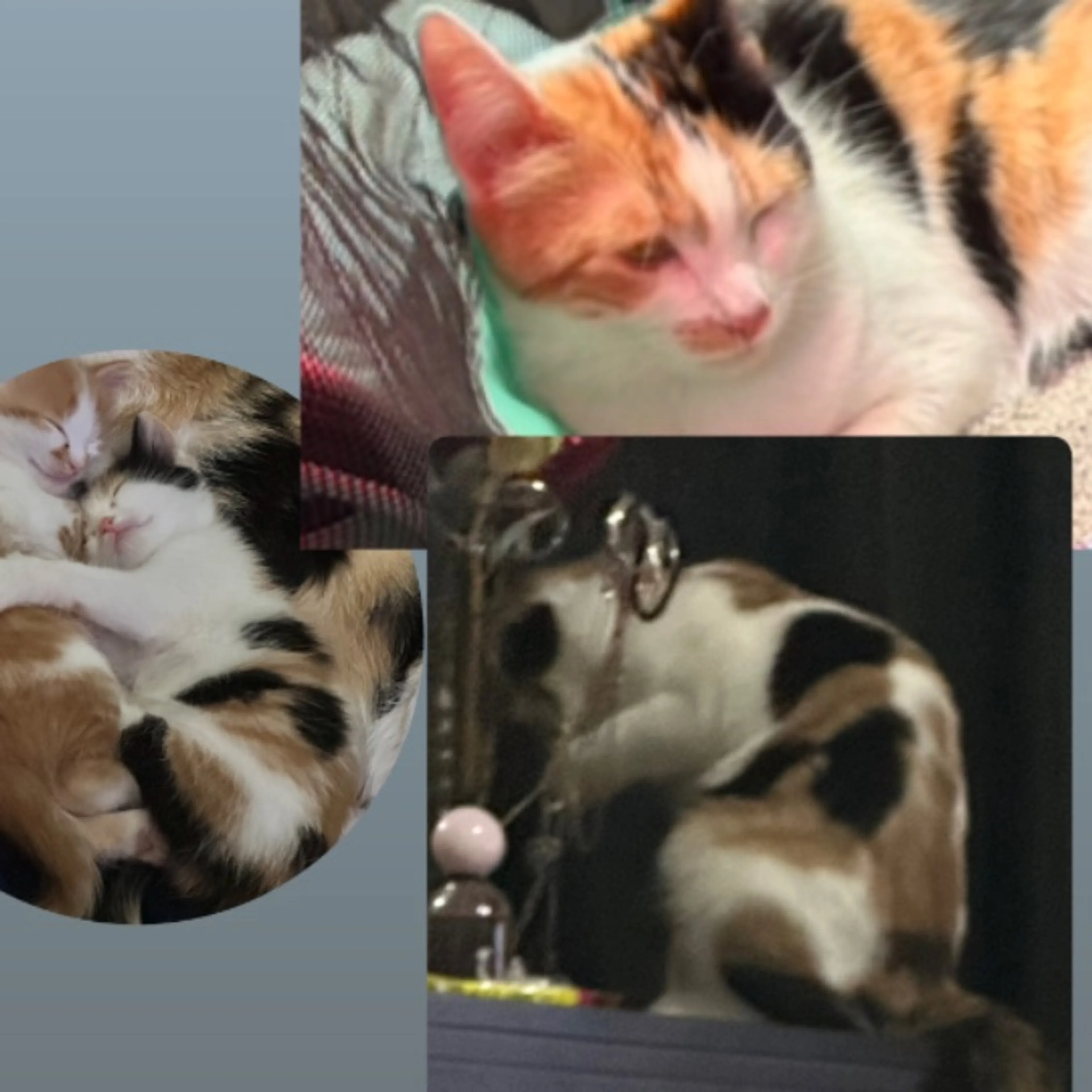 cdn image