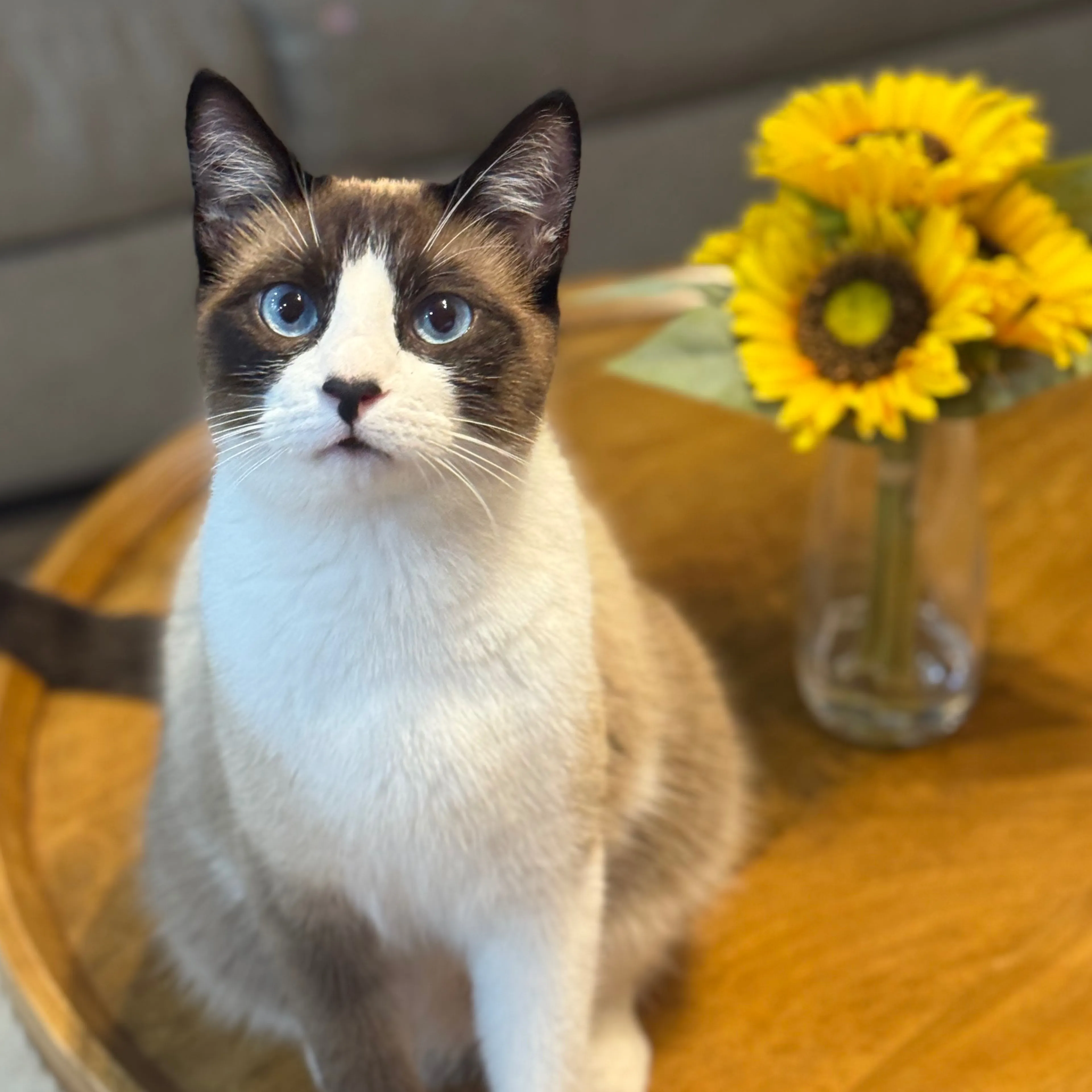 cdn image