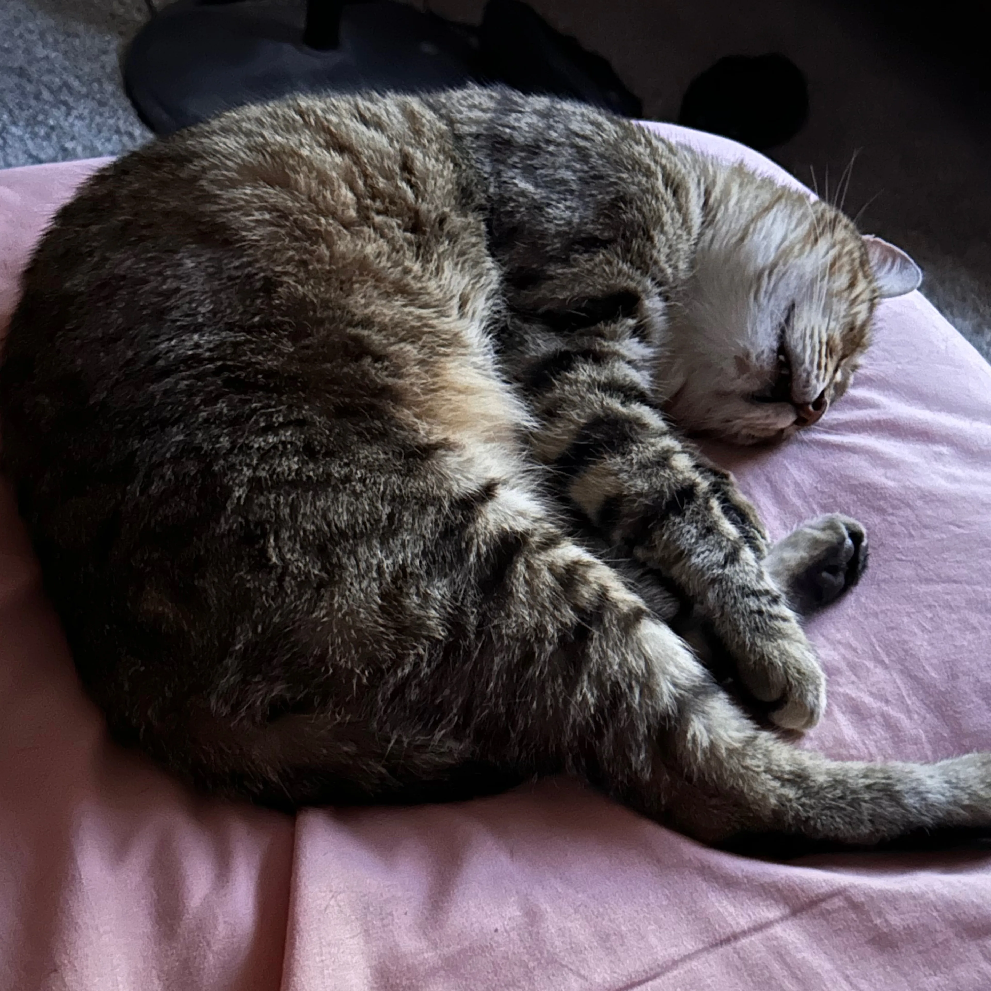 cdn image