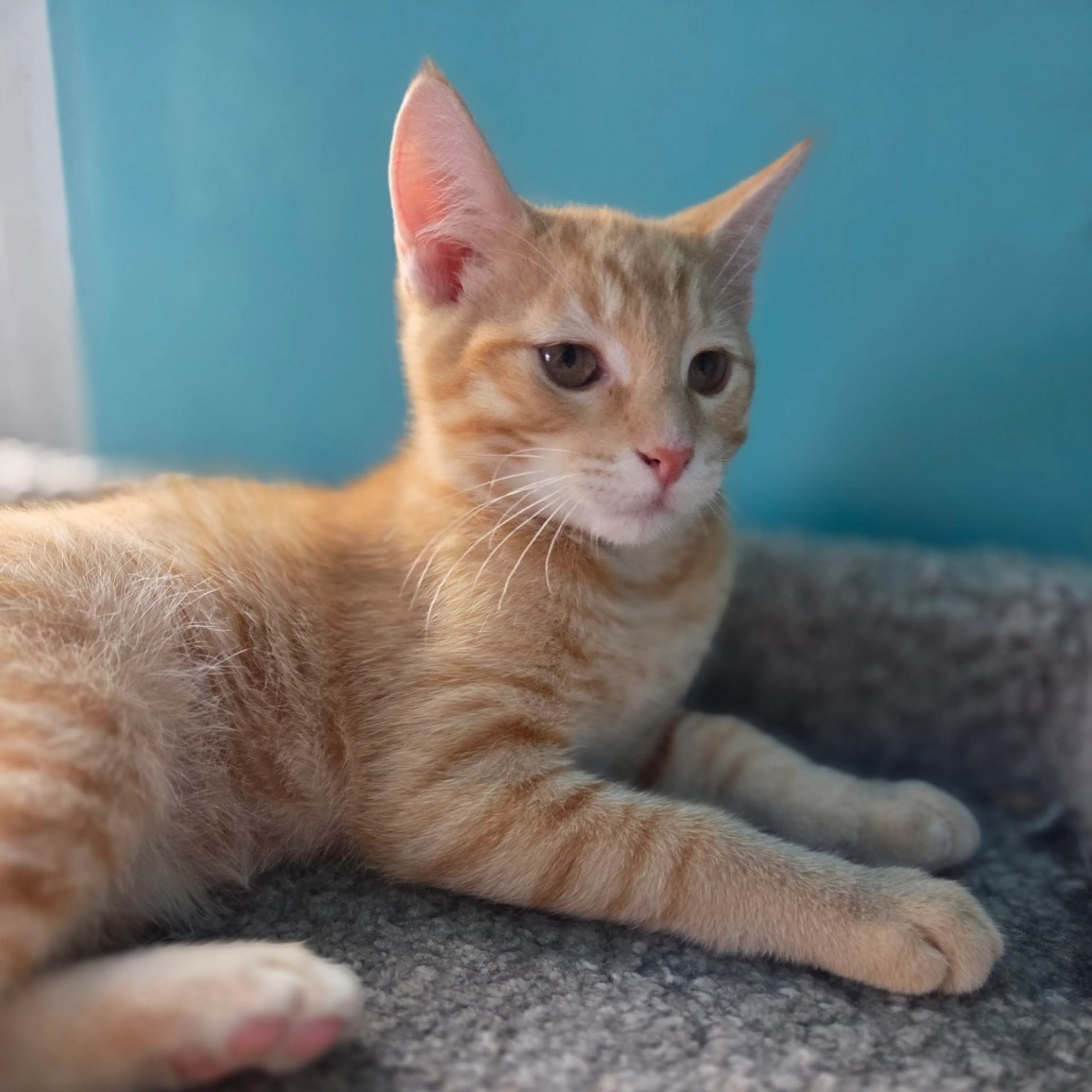 cdn image