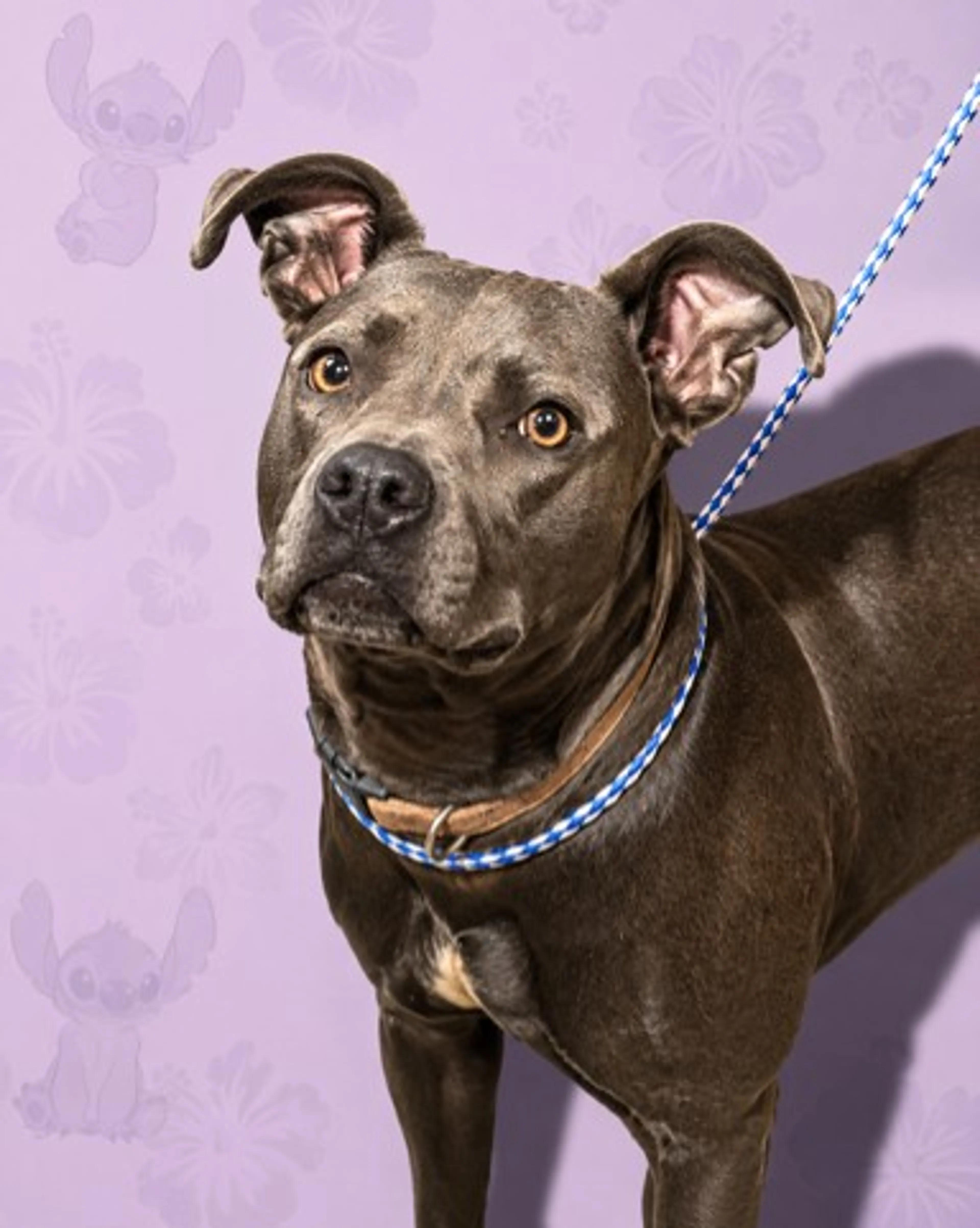 cdn image
