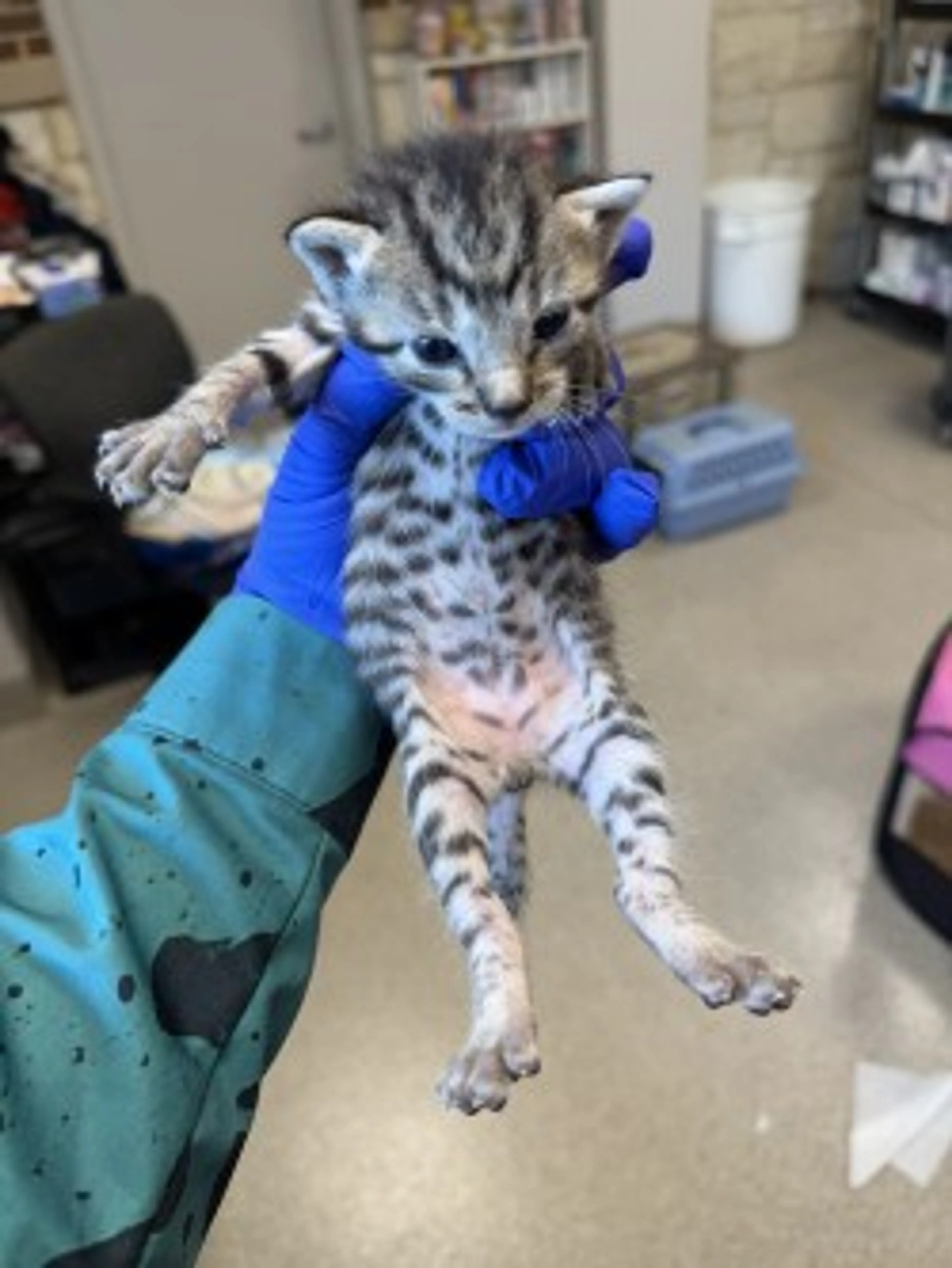 cdn image
