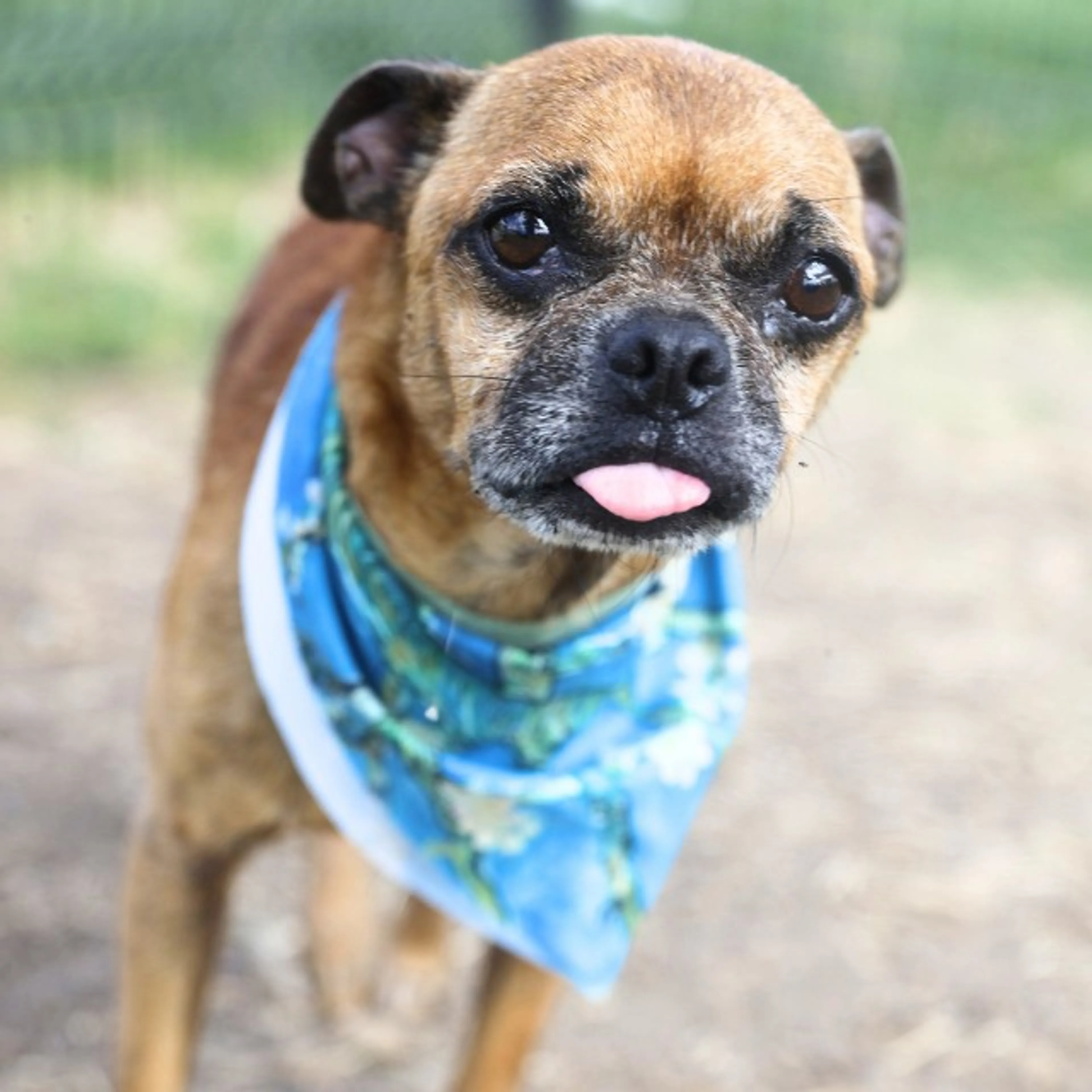 cdn image