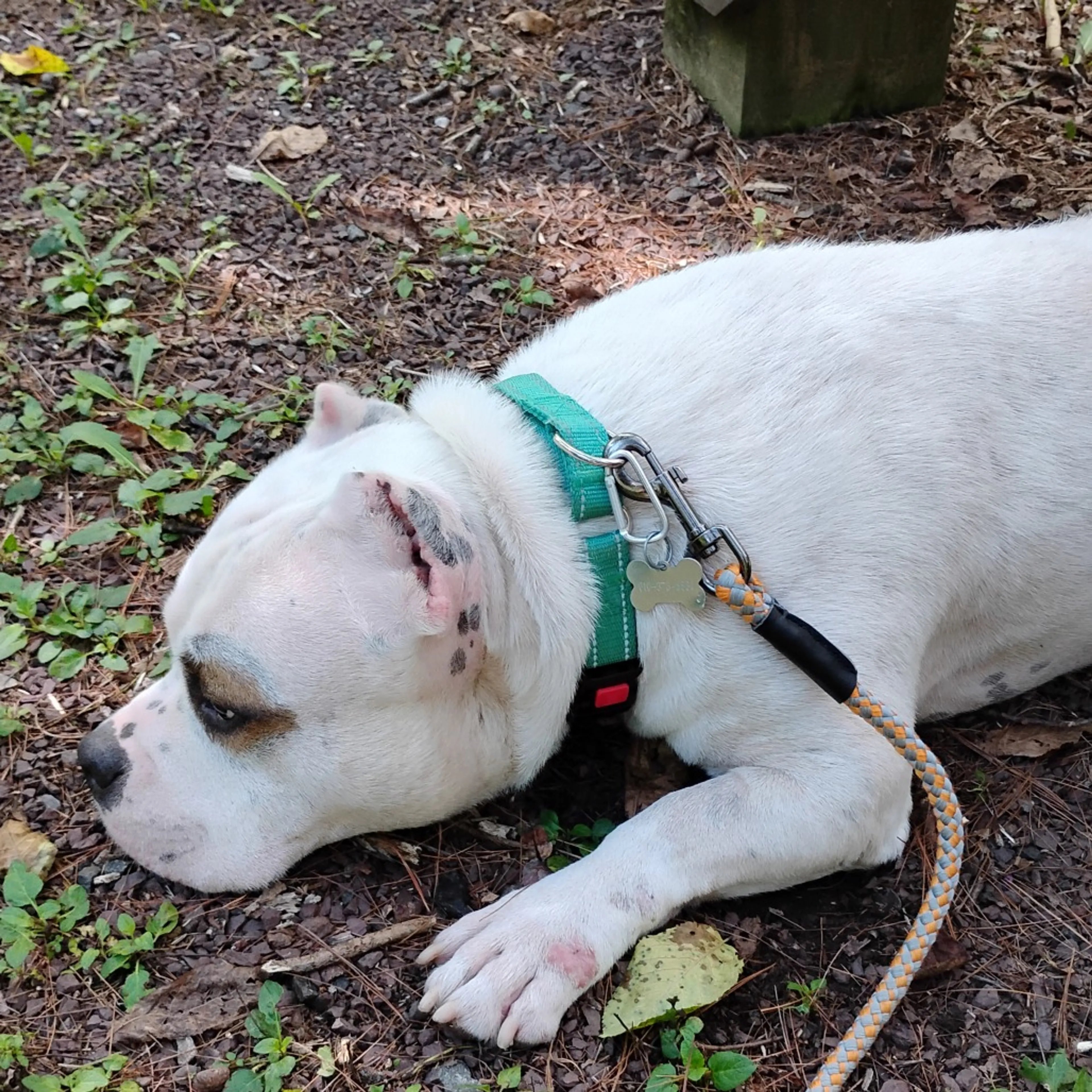 cdn image