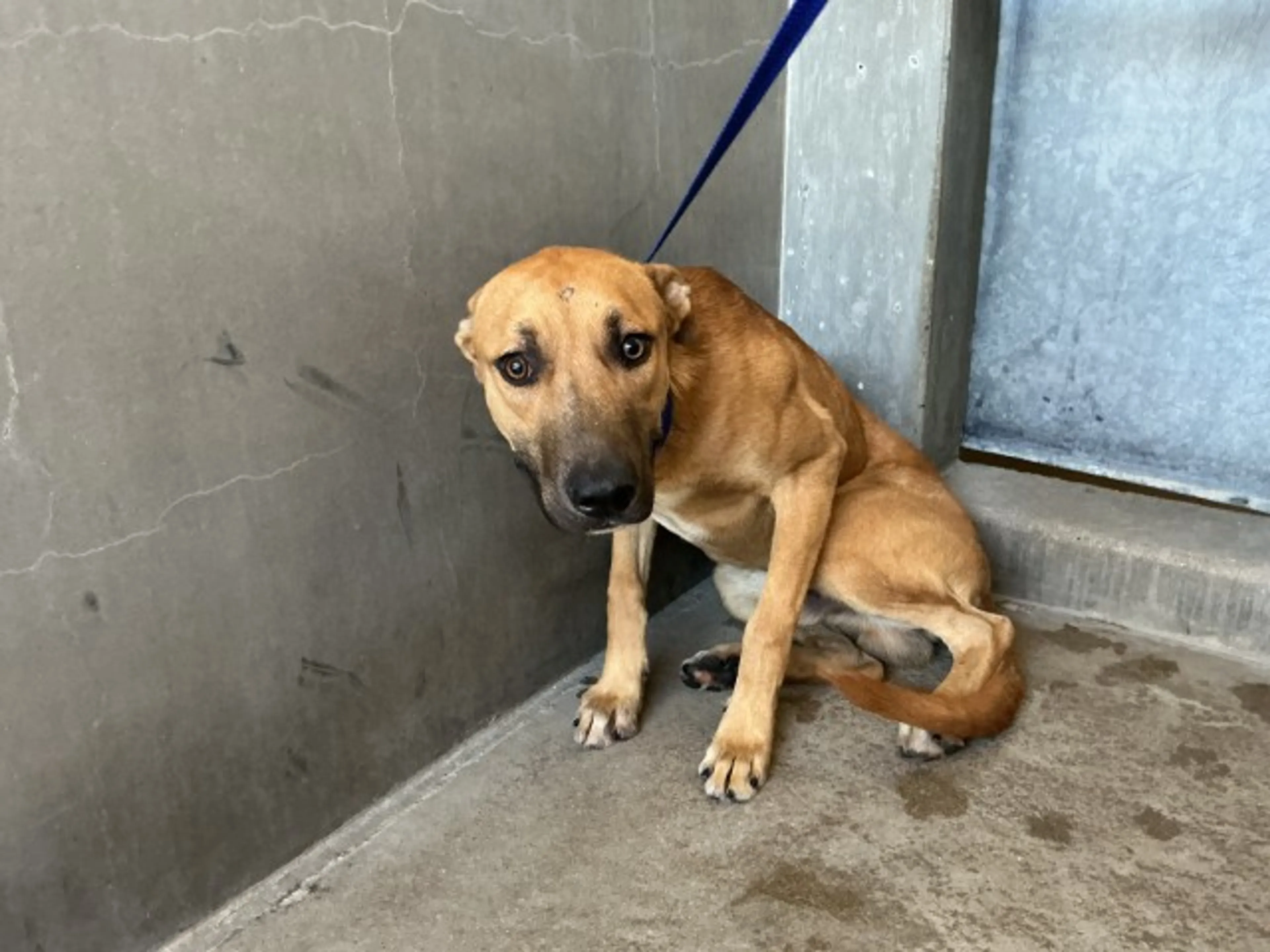 cdn image
