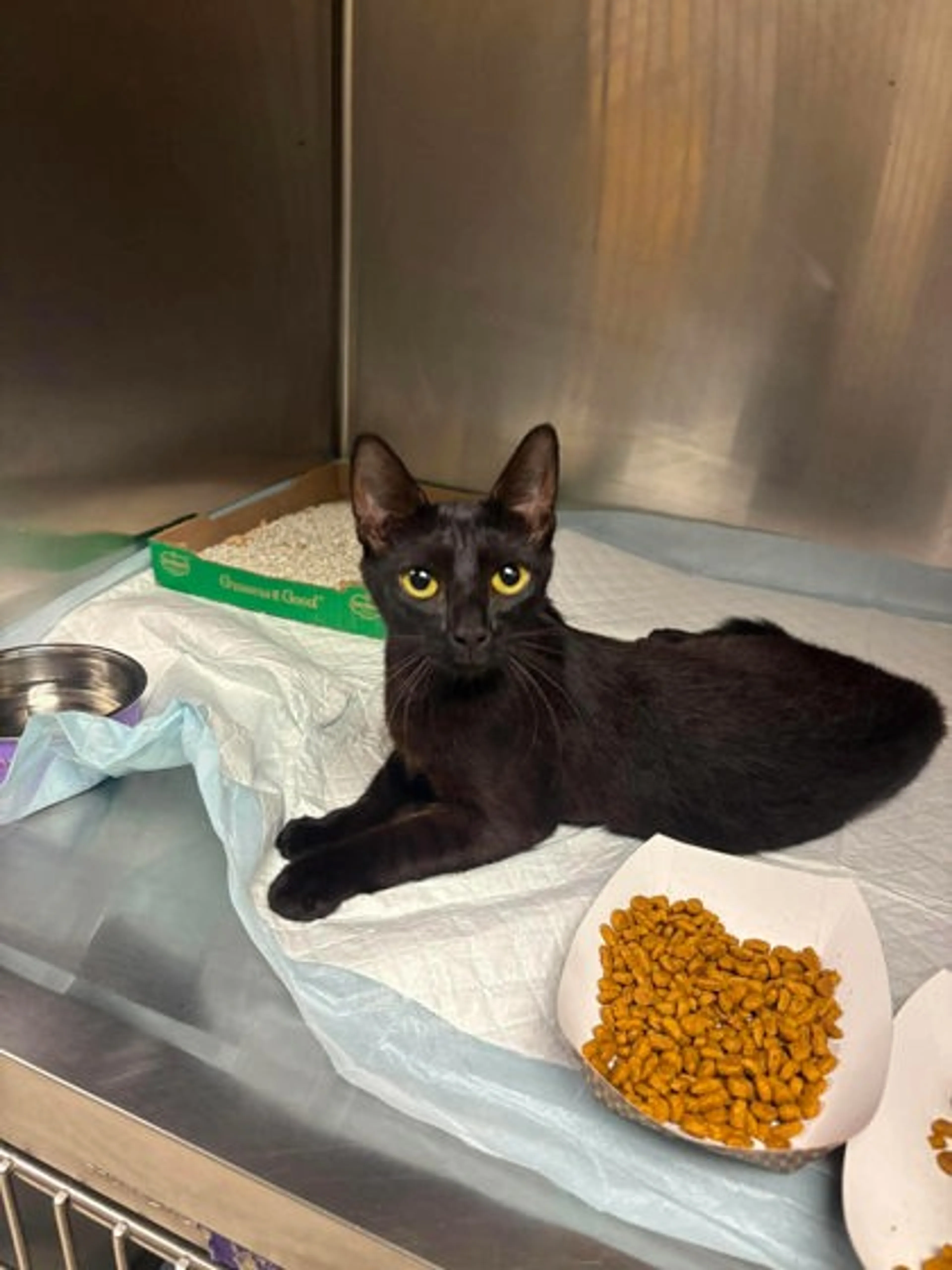 cdn image