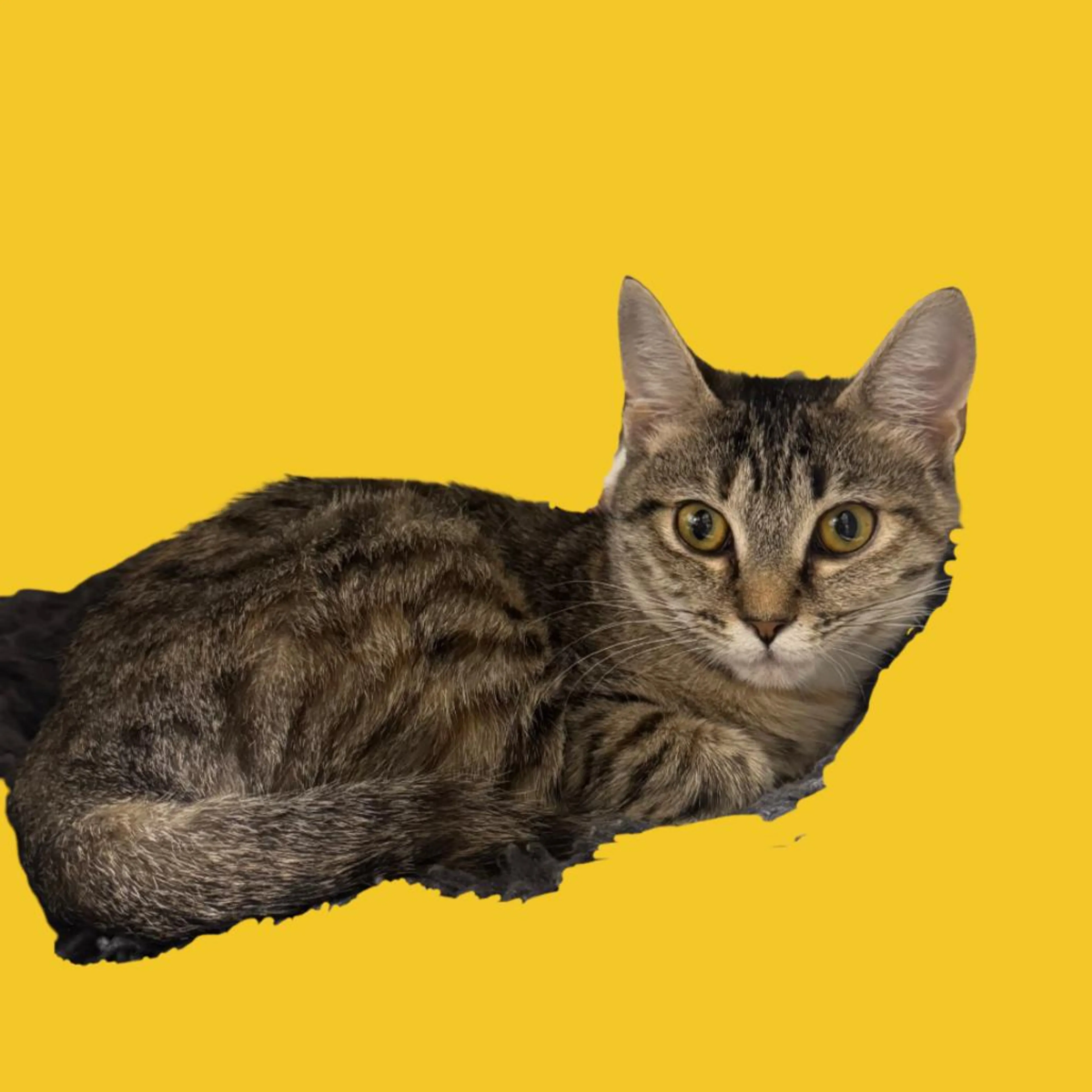 cdn image