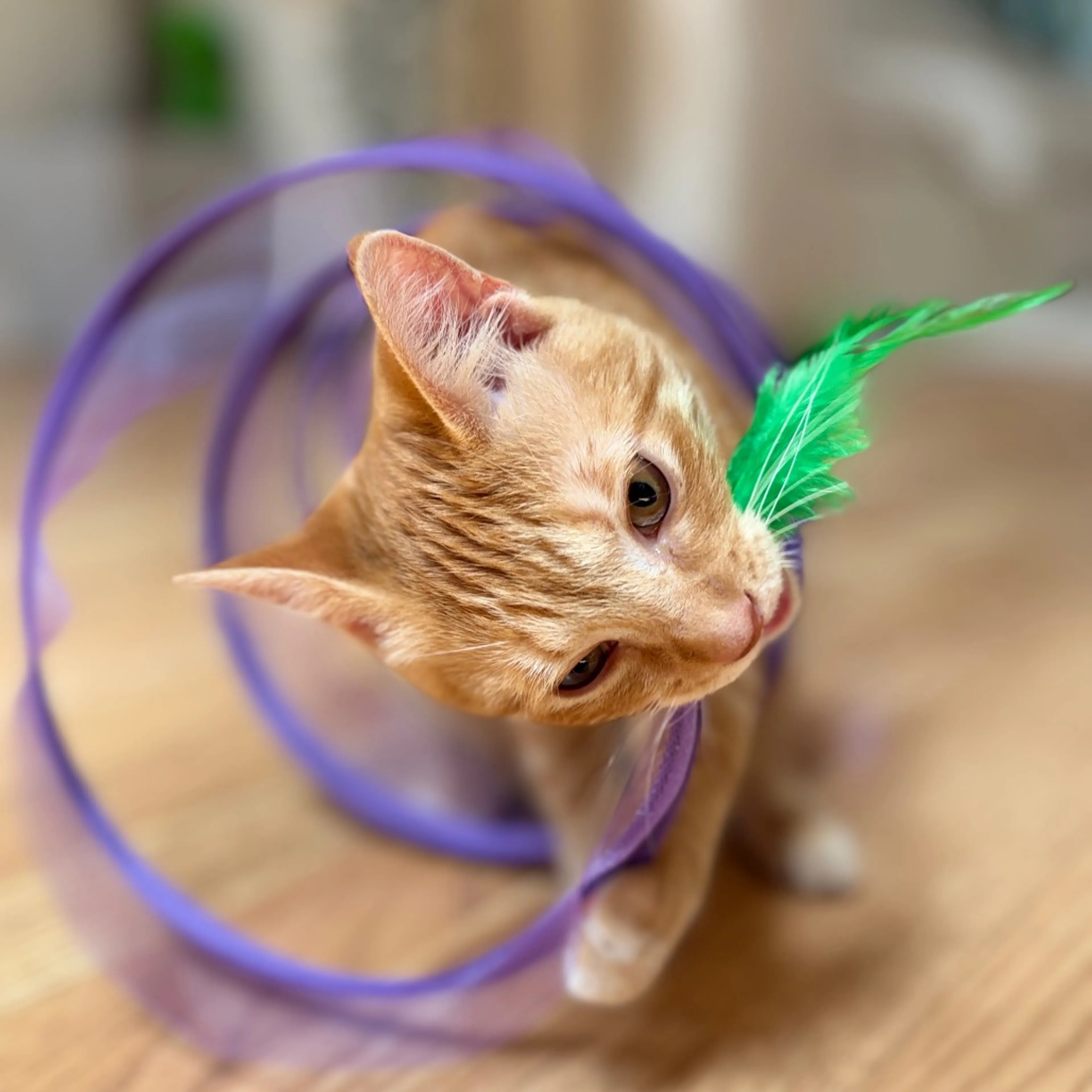 cdn image