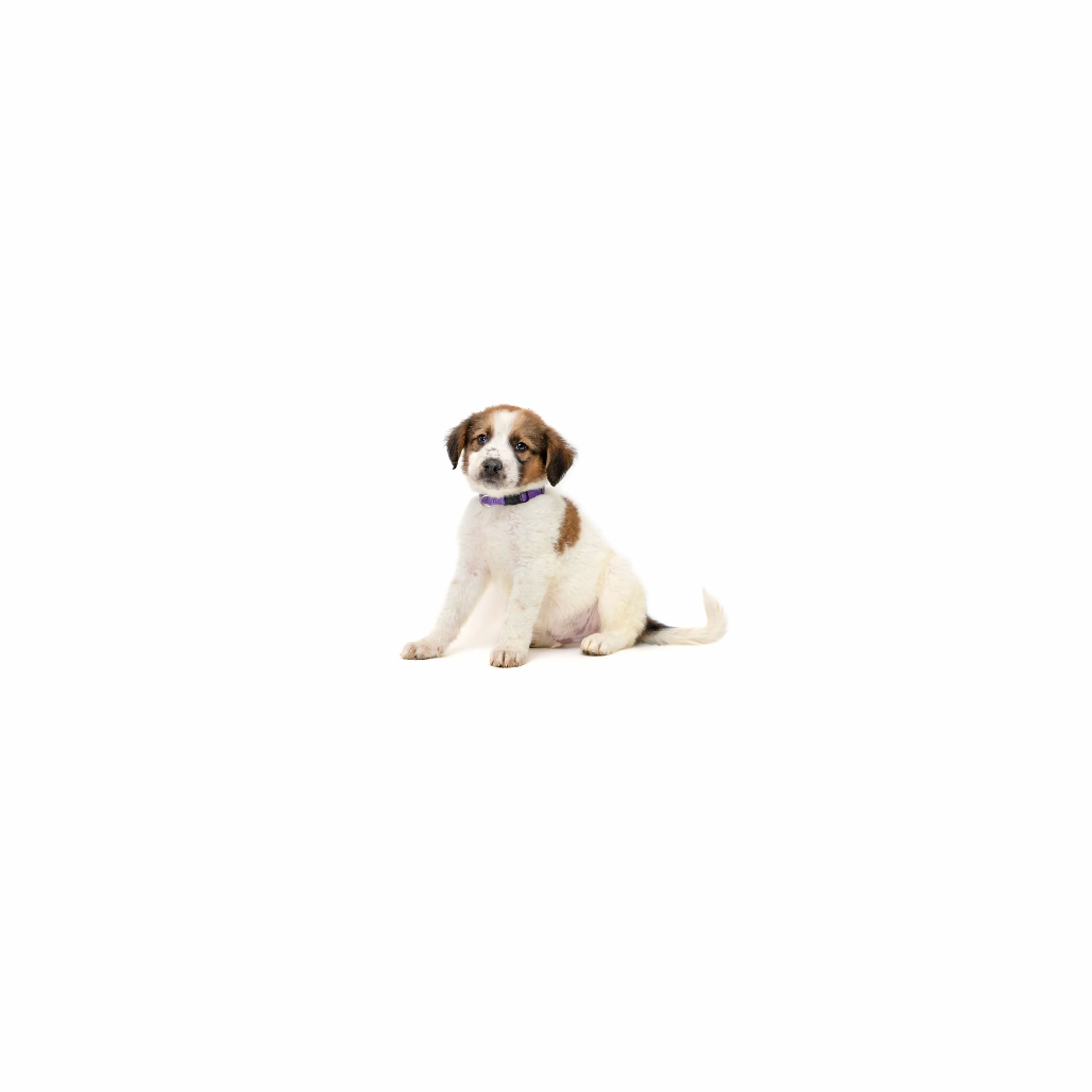 cdn image