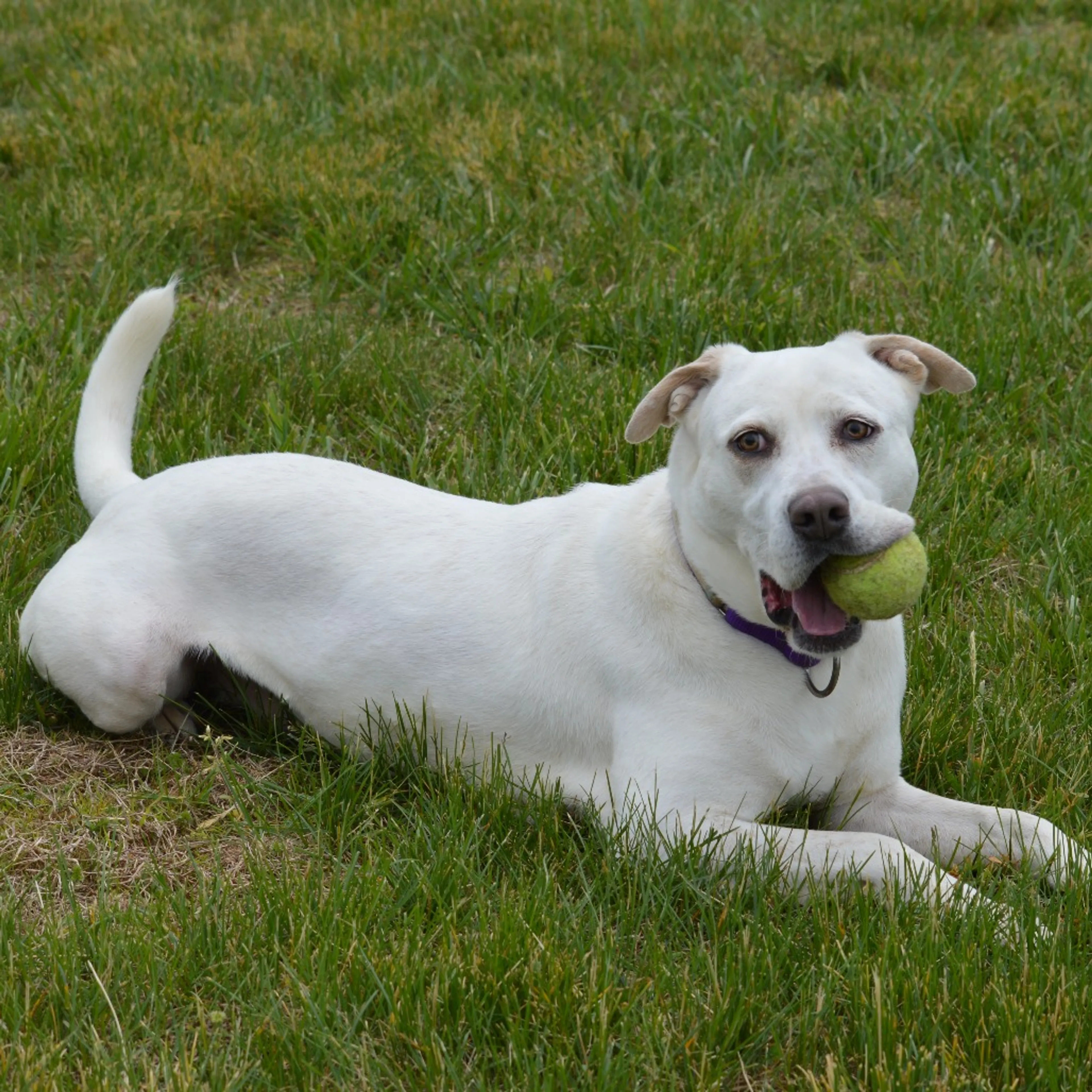cdn image