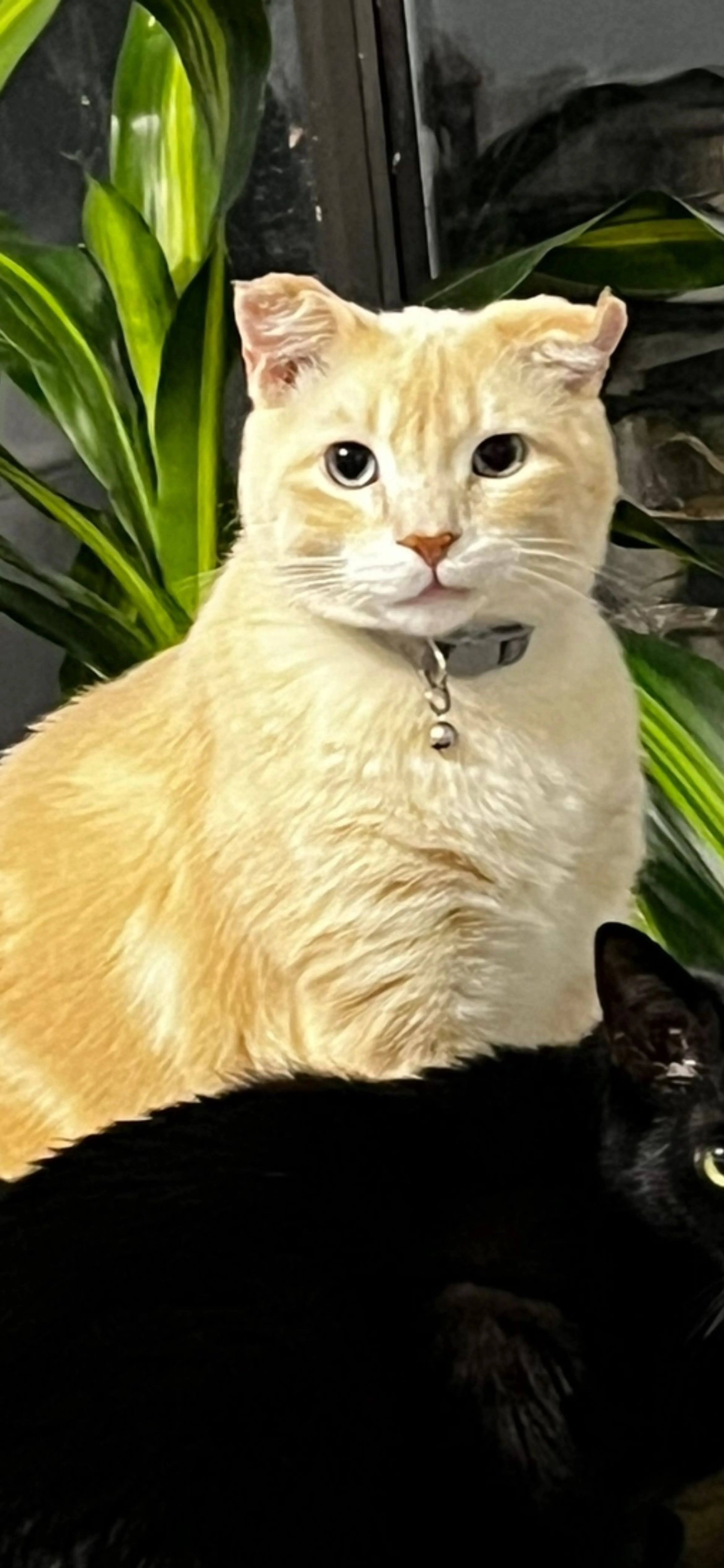 cdn image