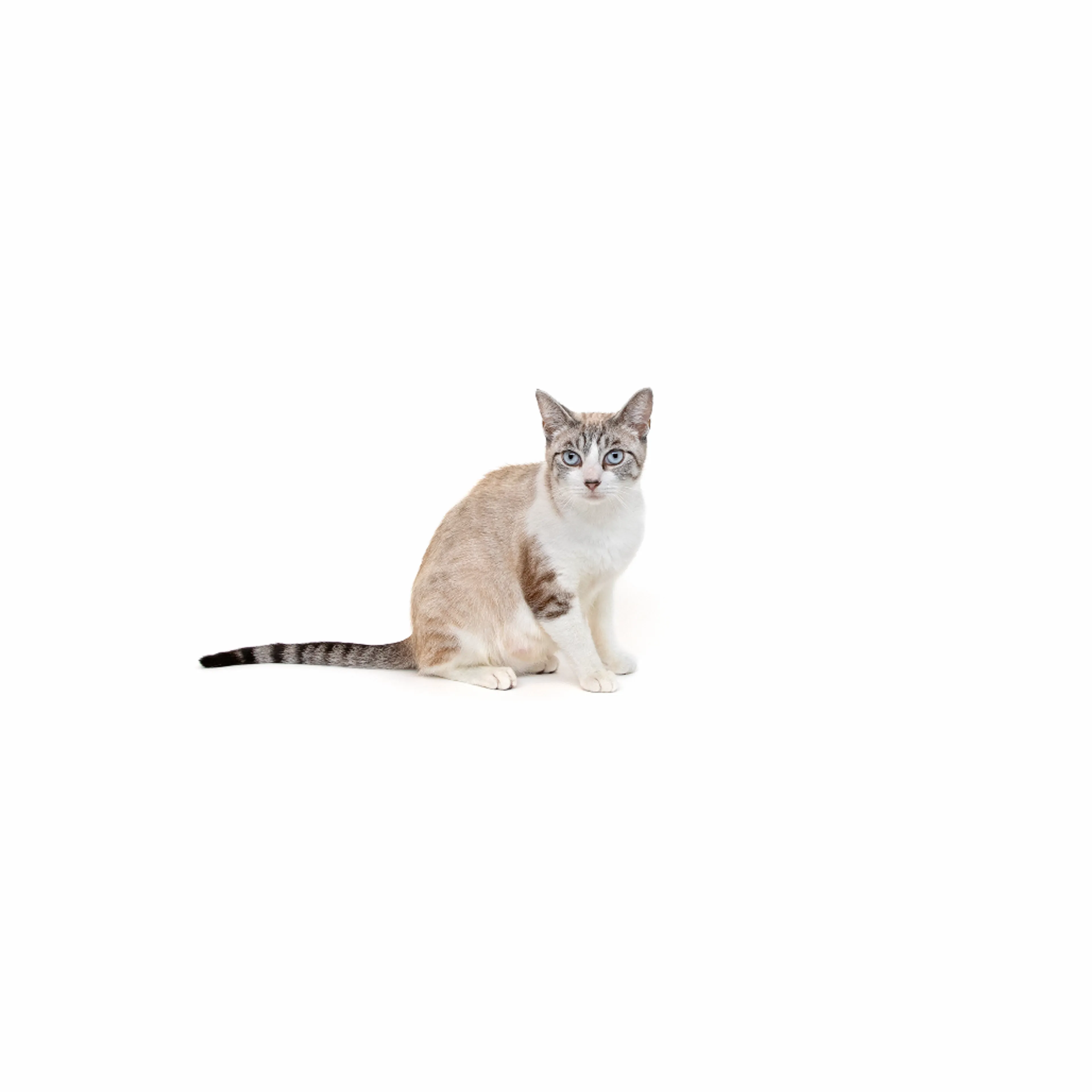 cdn image