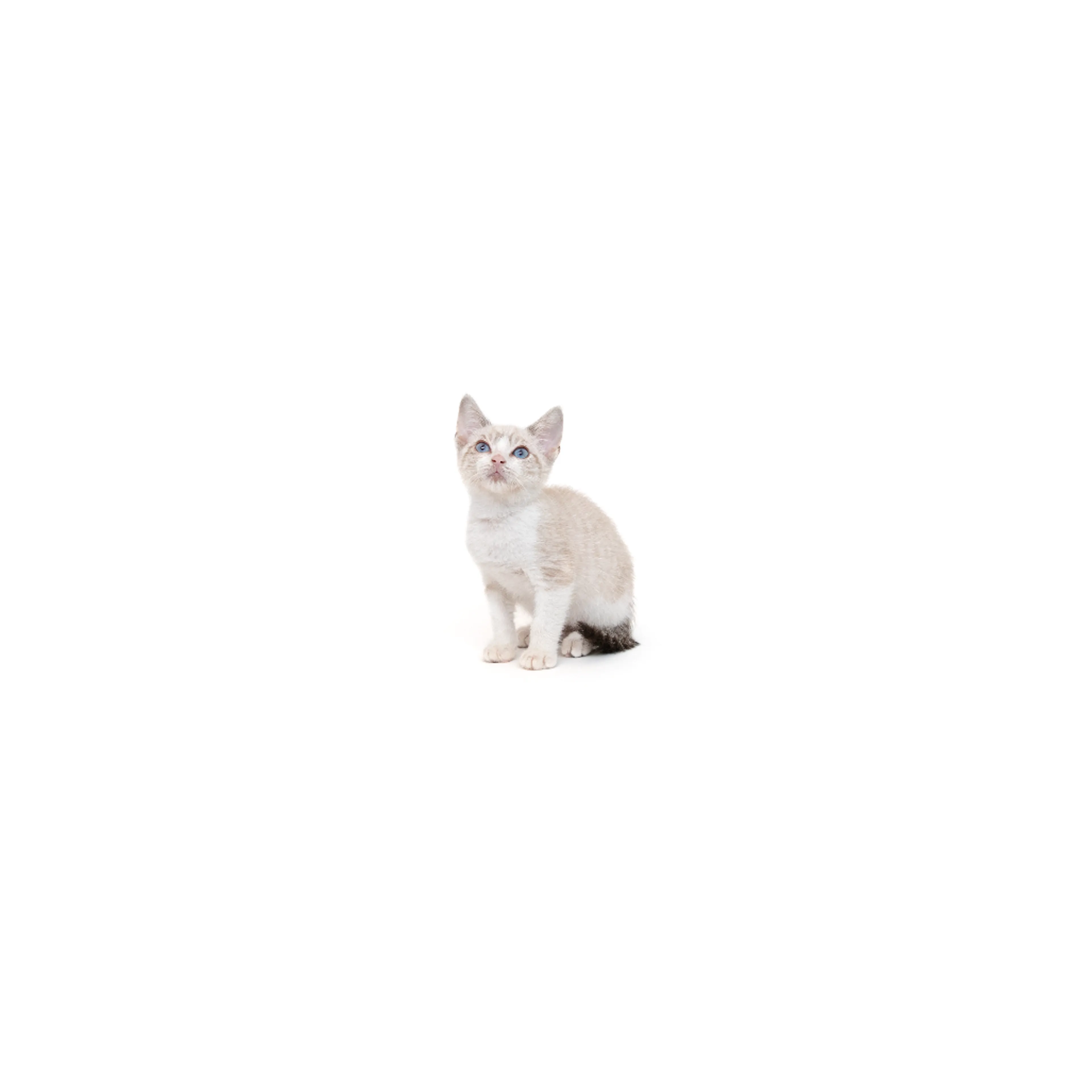 cdn image