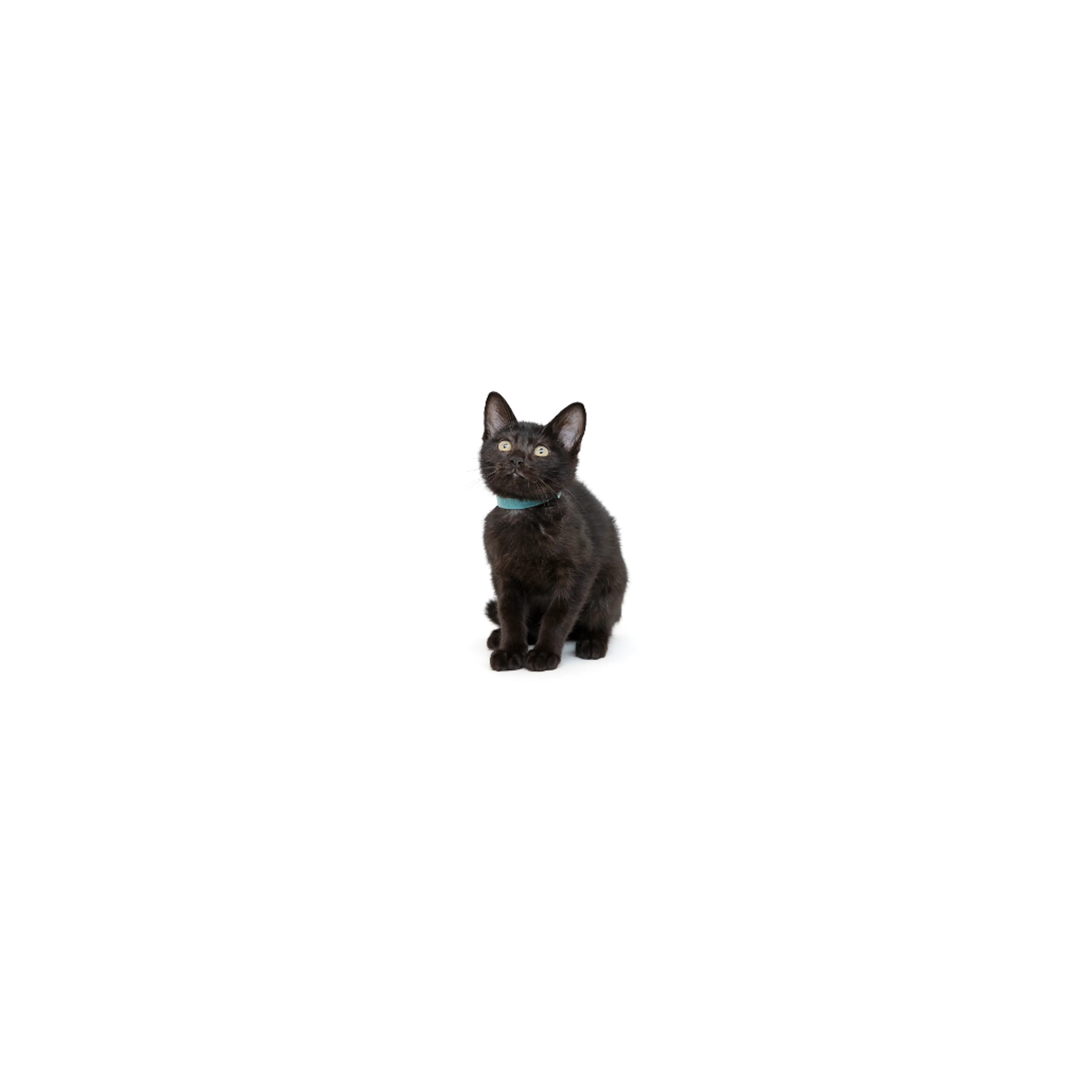 cdn image