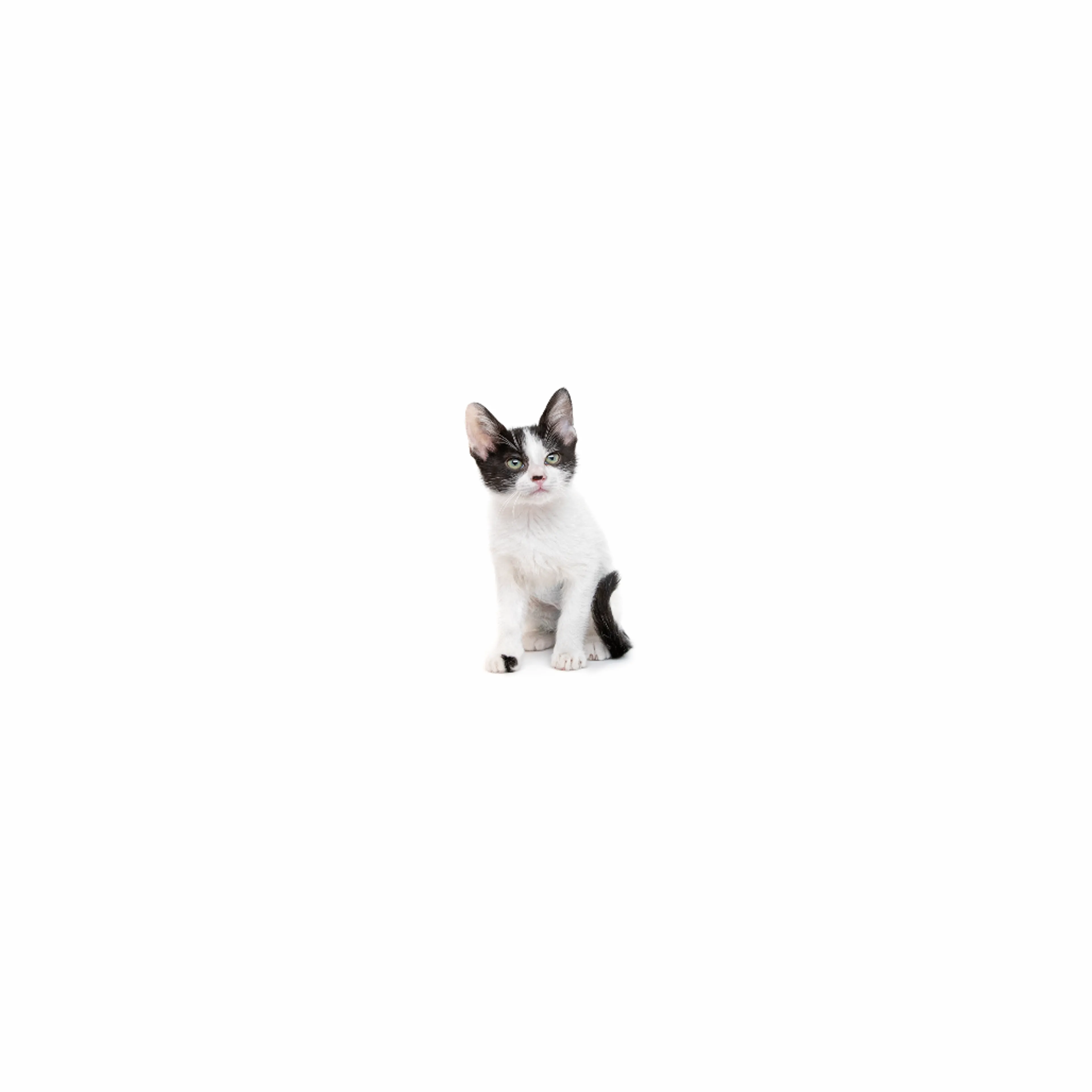 cdn image