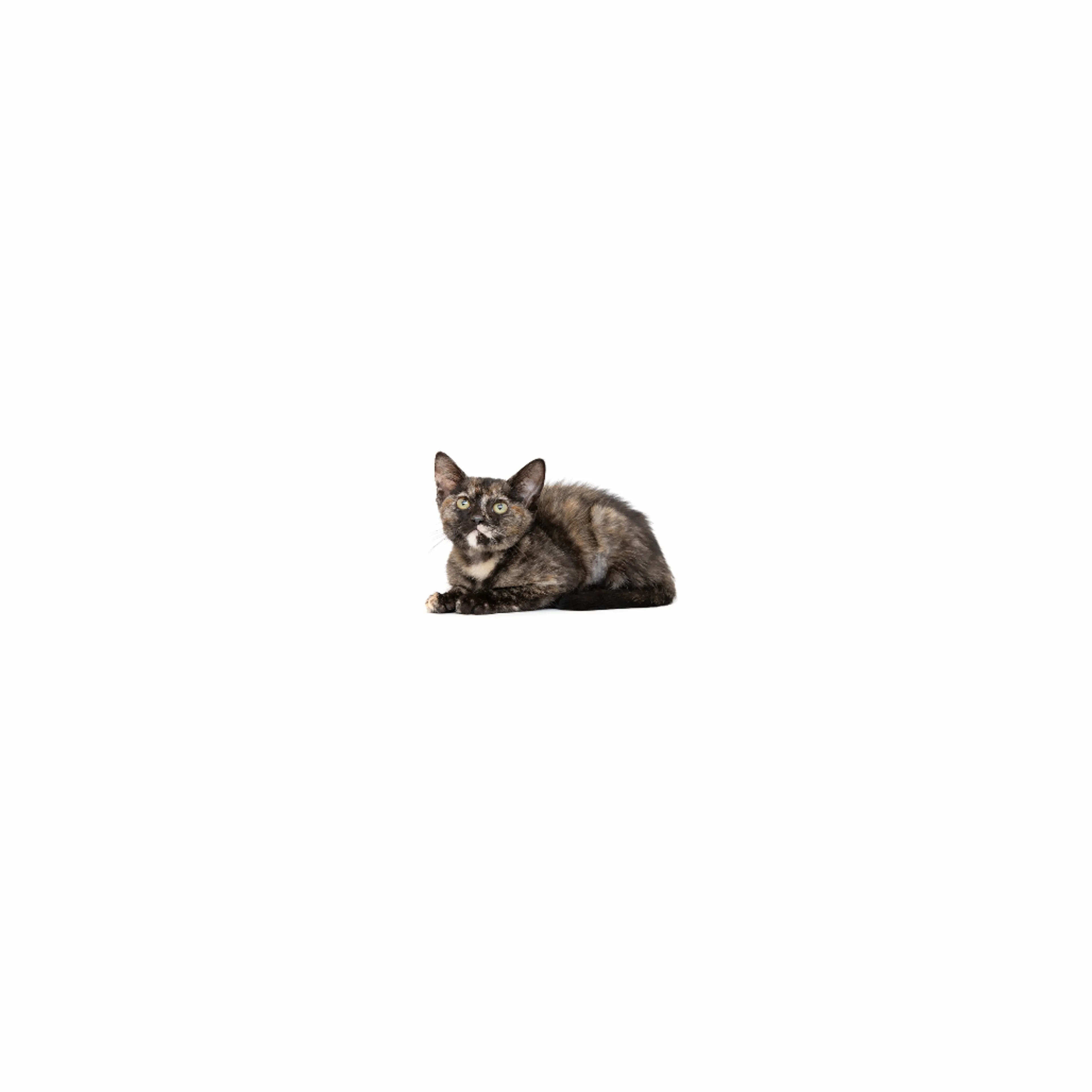 cdn image