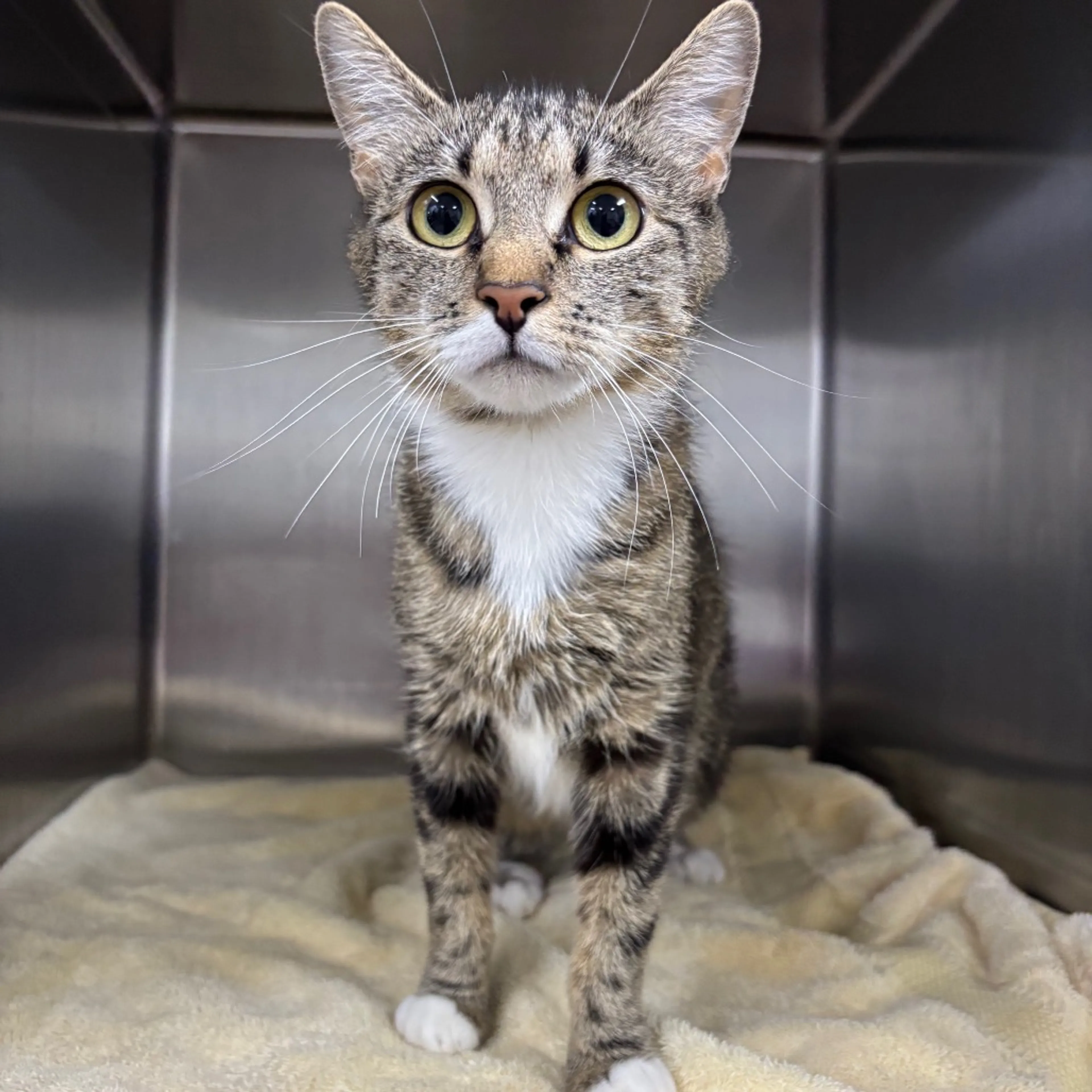cdn image