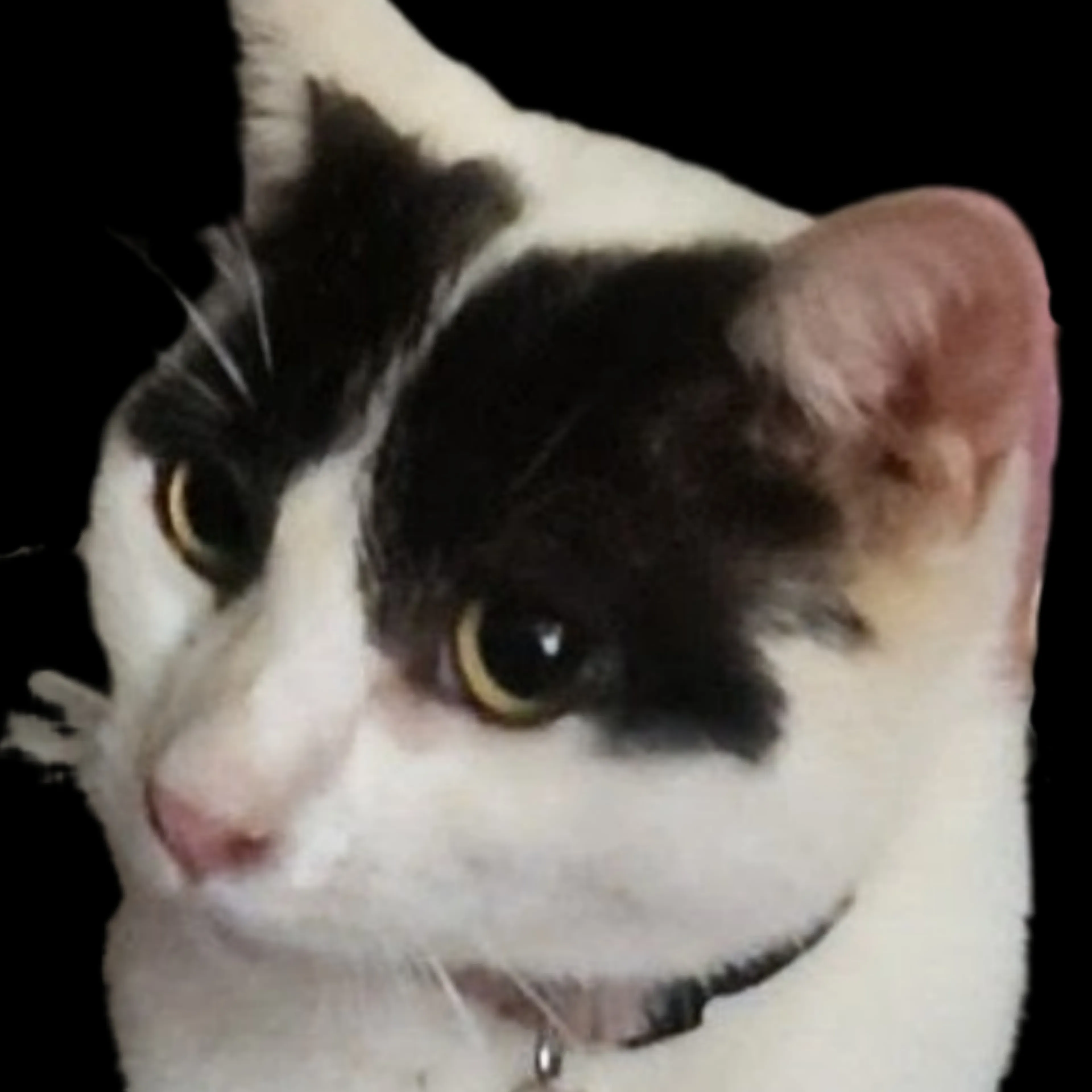 cdn image