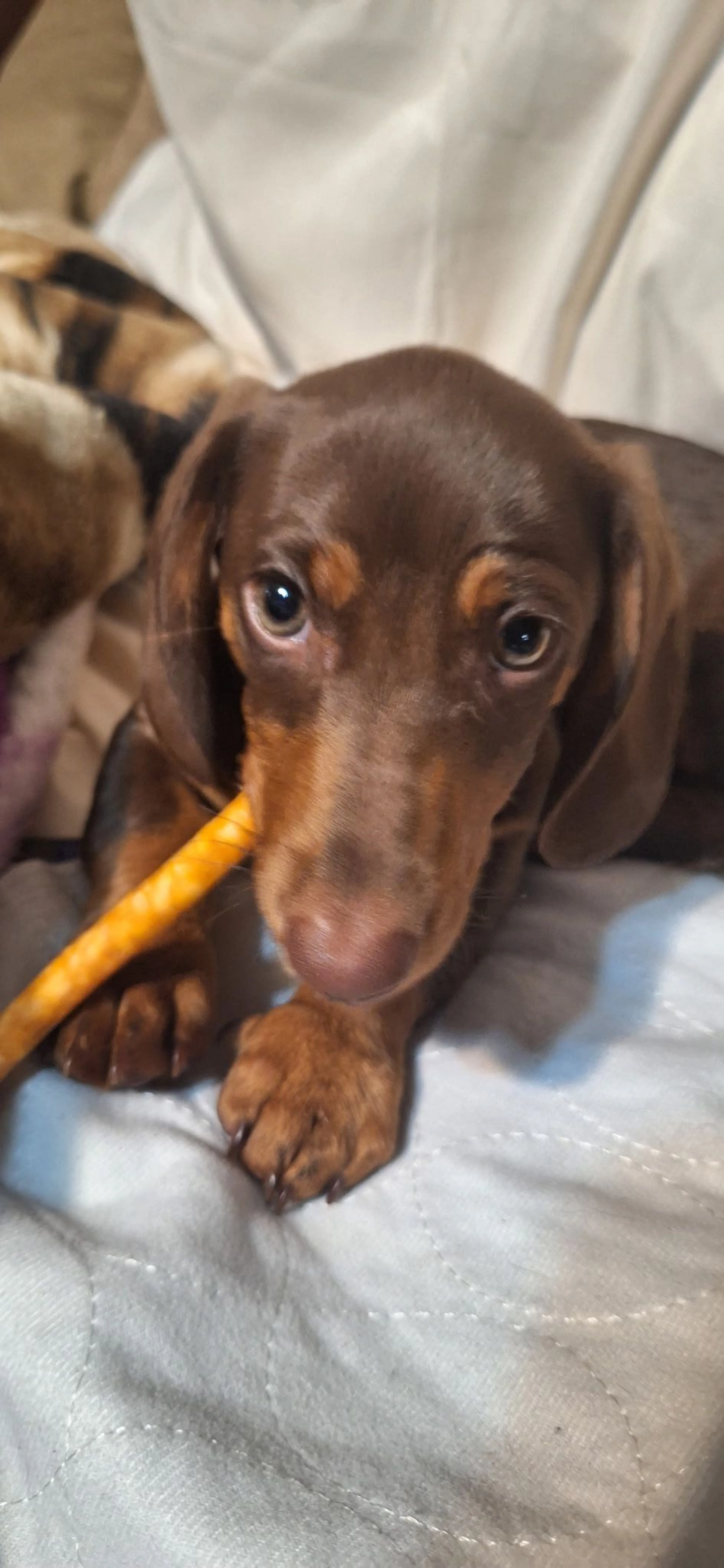 cdn image