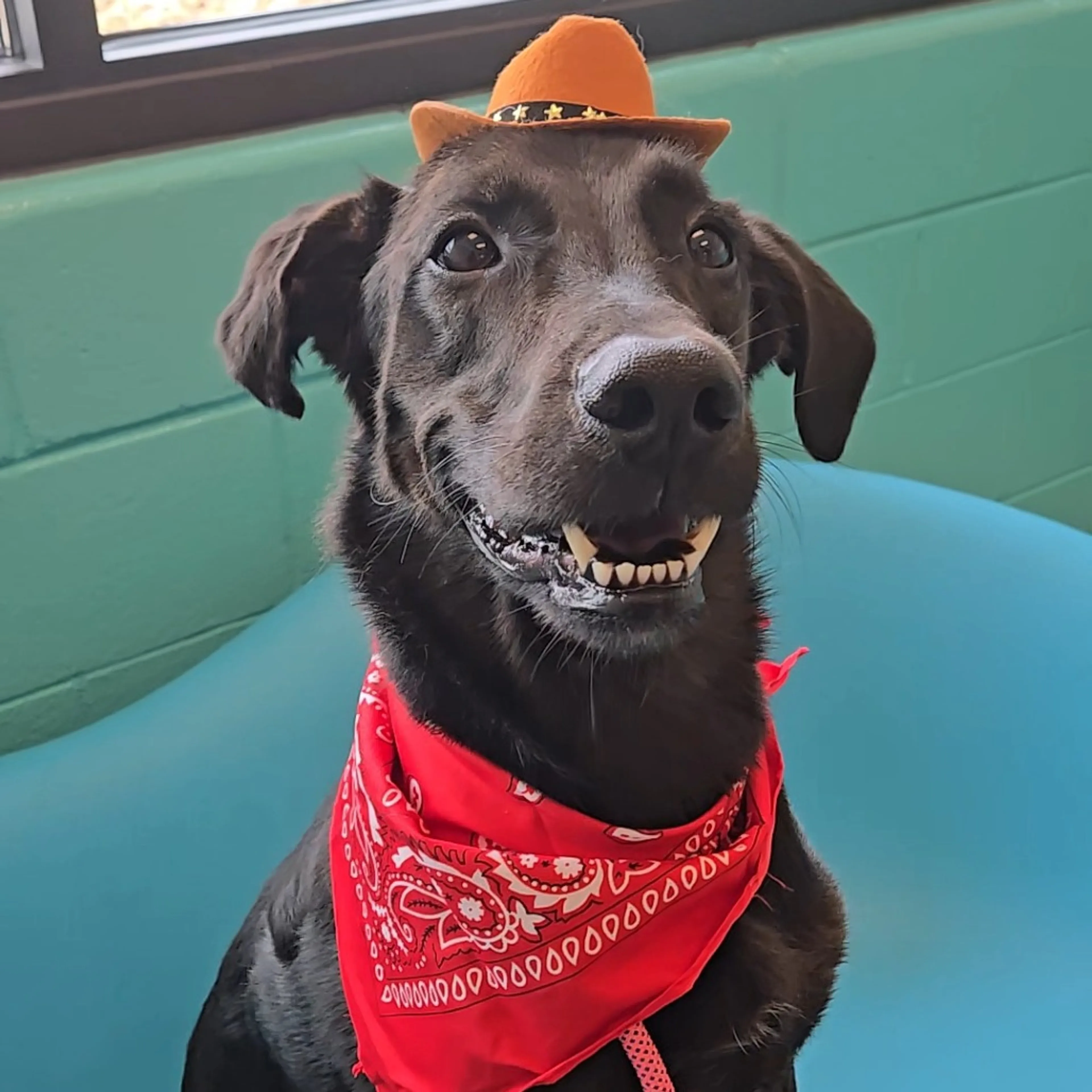cdn image