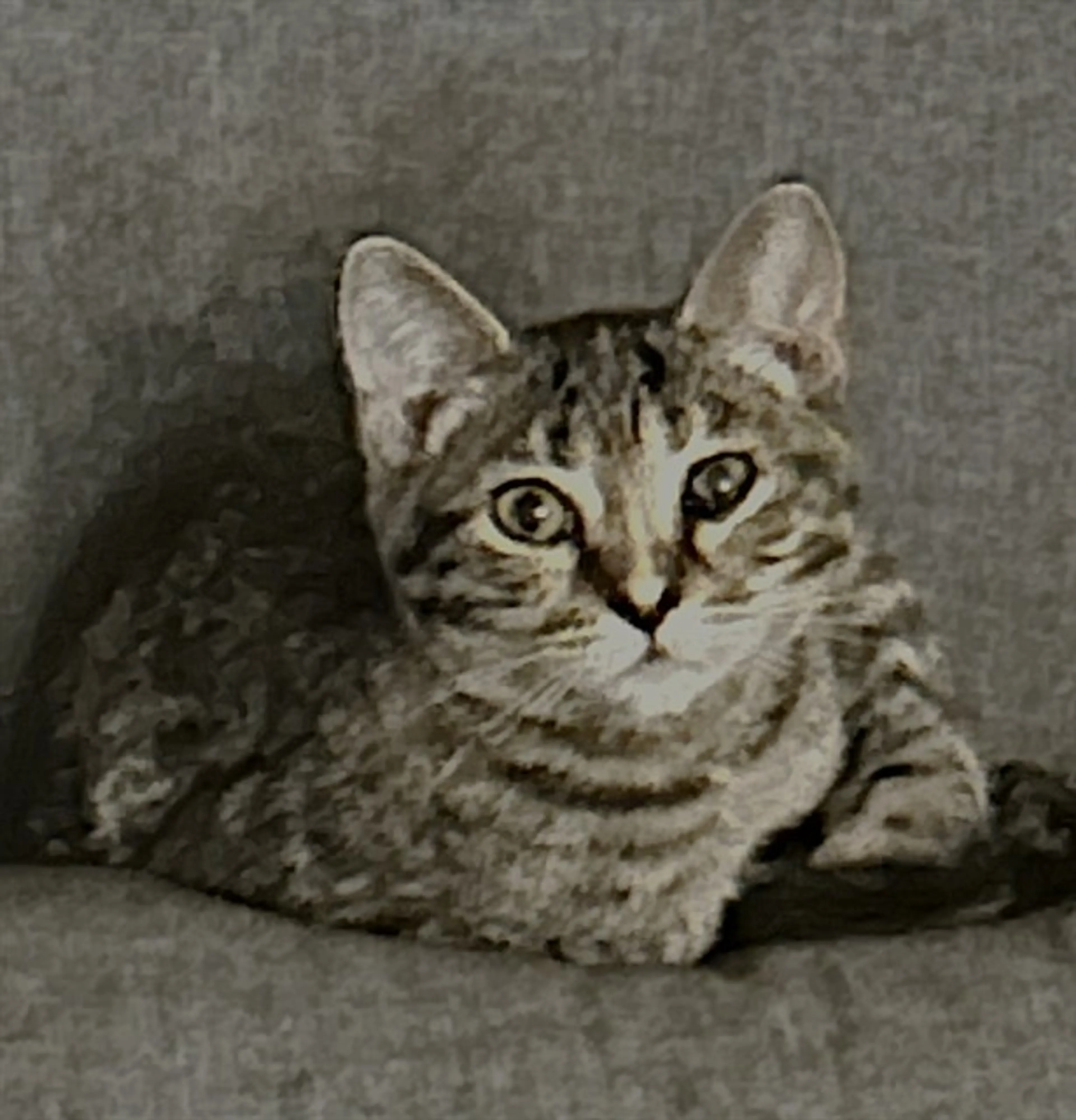 cdn image