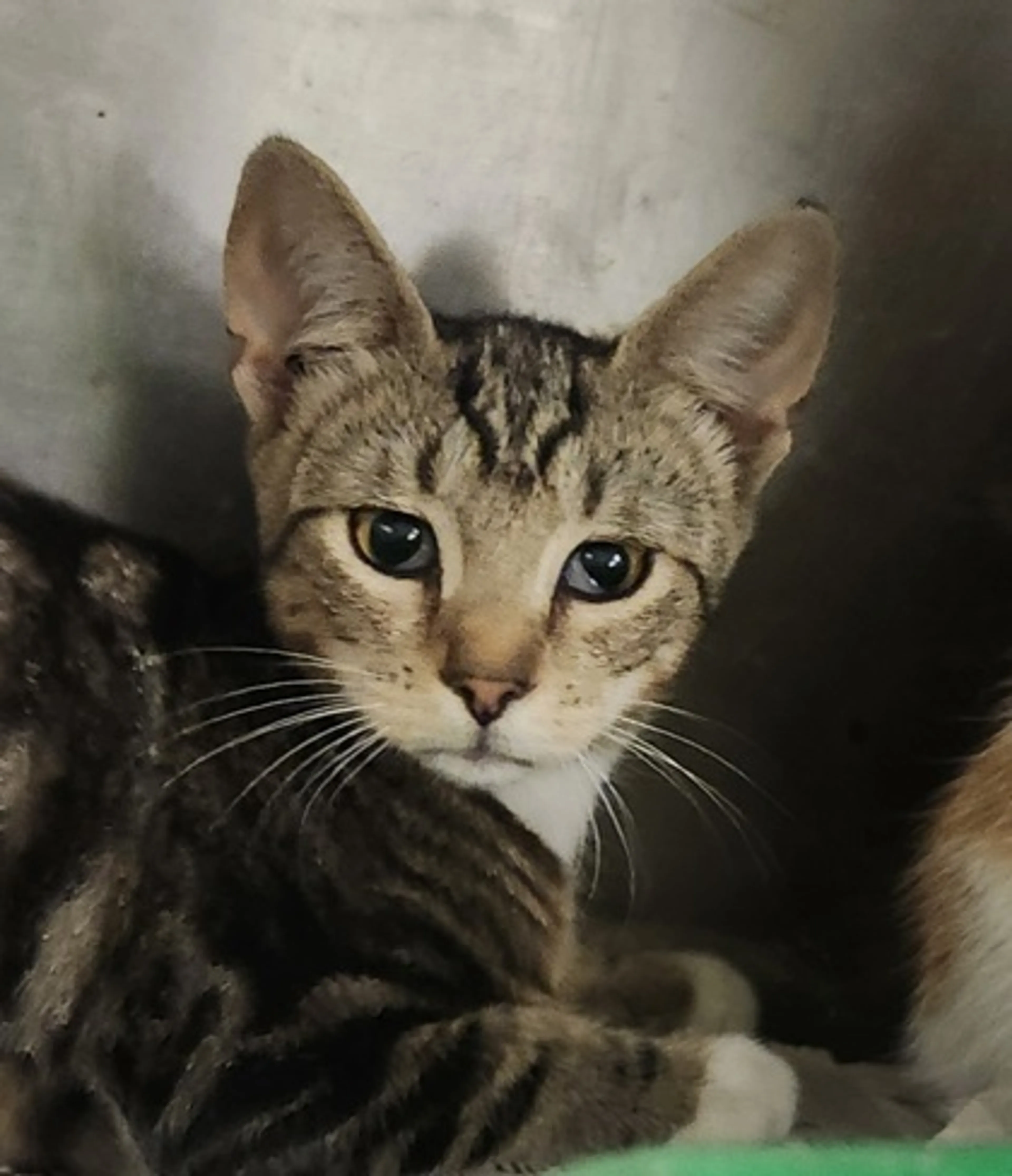 cdn image