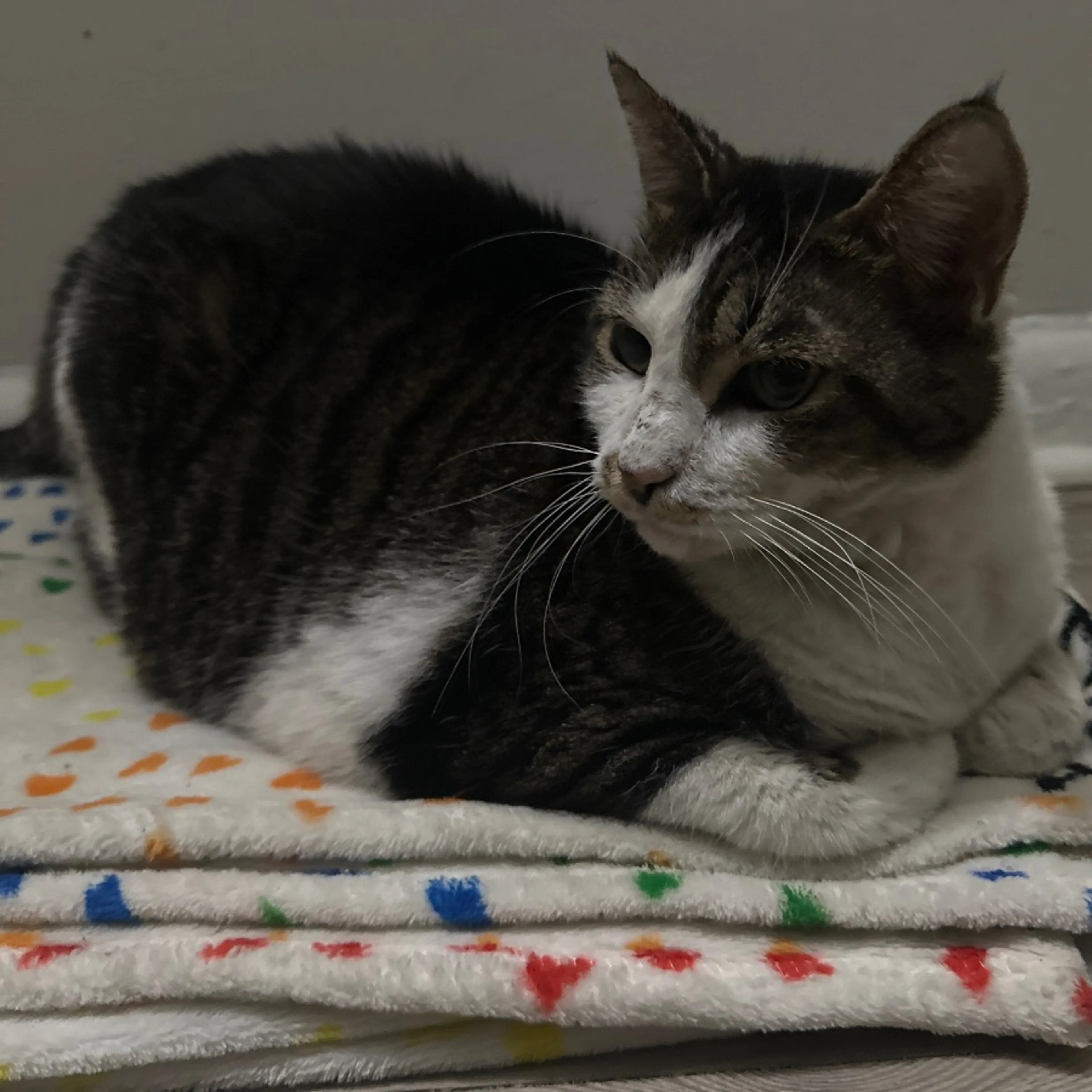 cdn image