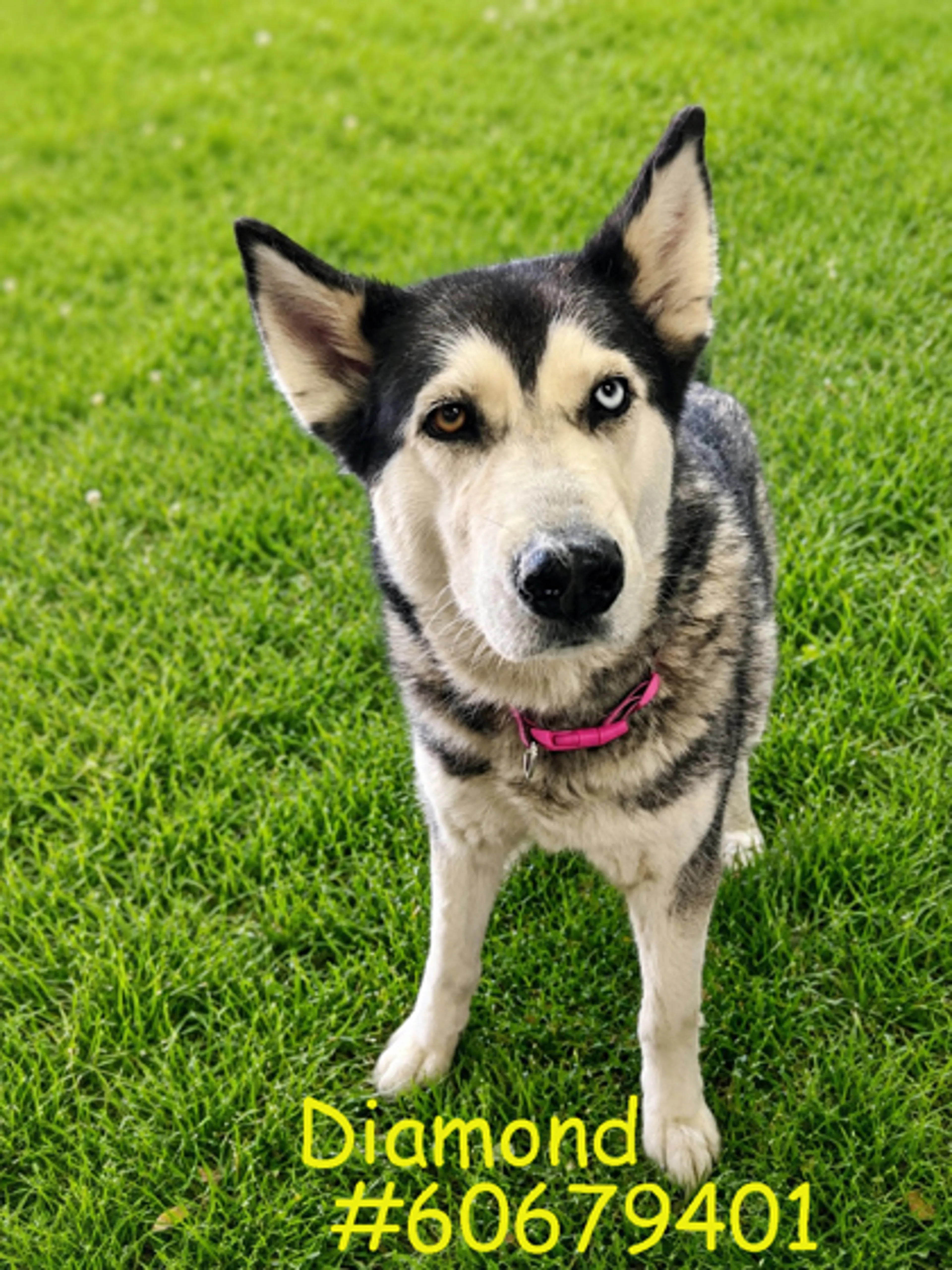 cdn image