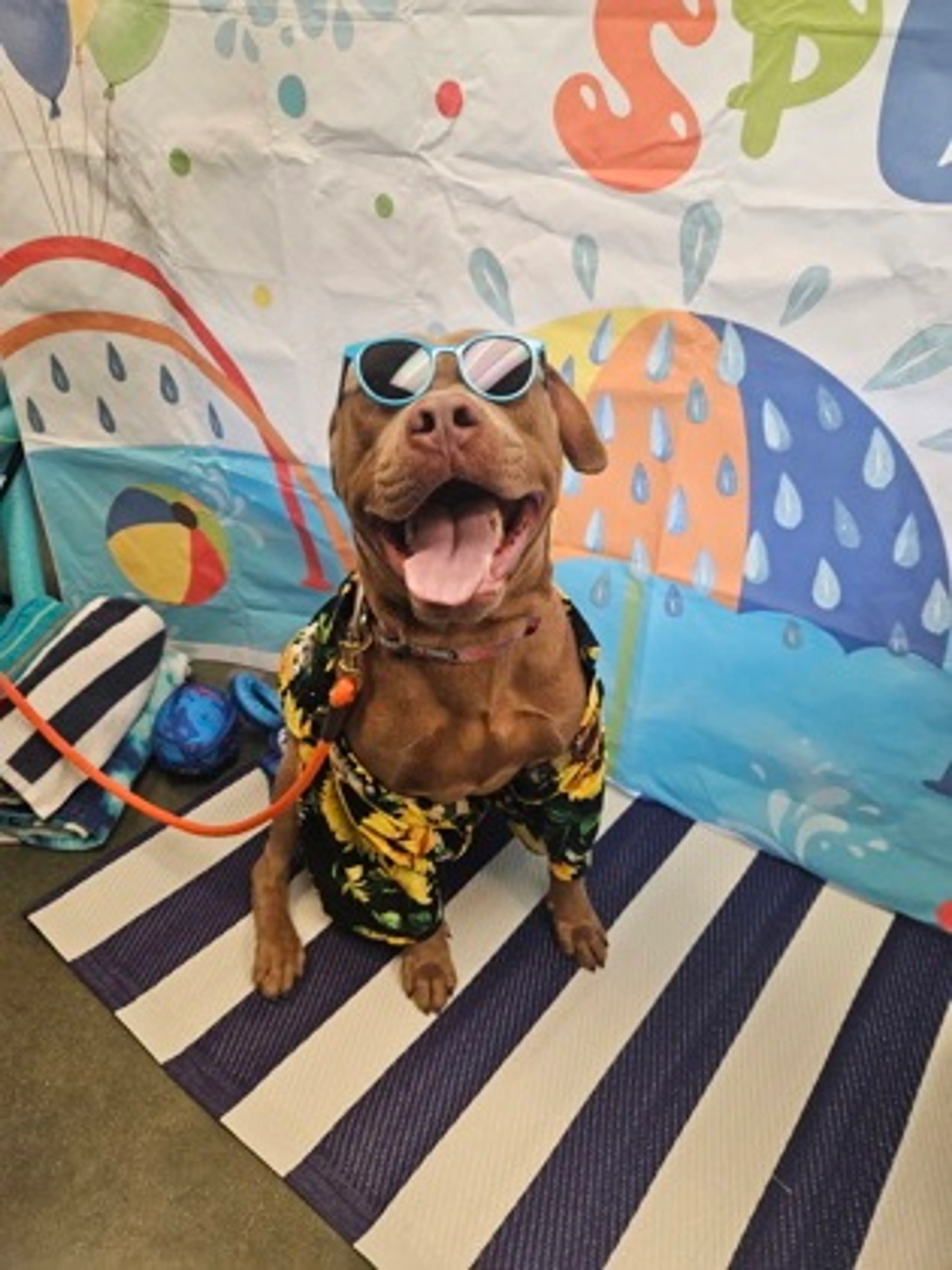 cdn image