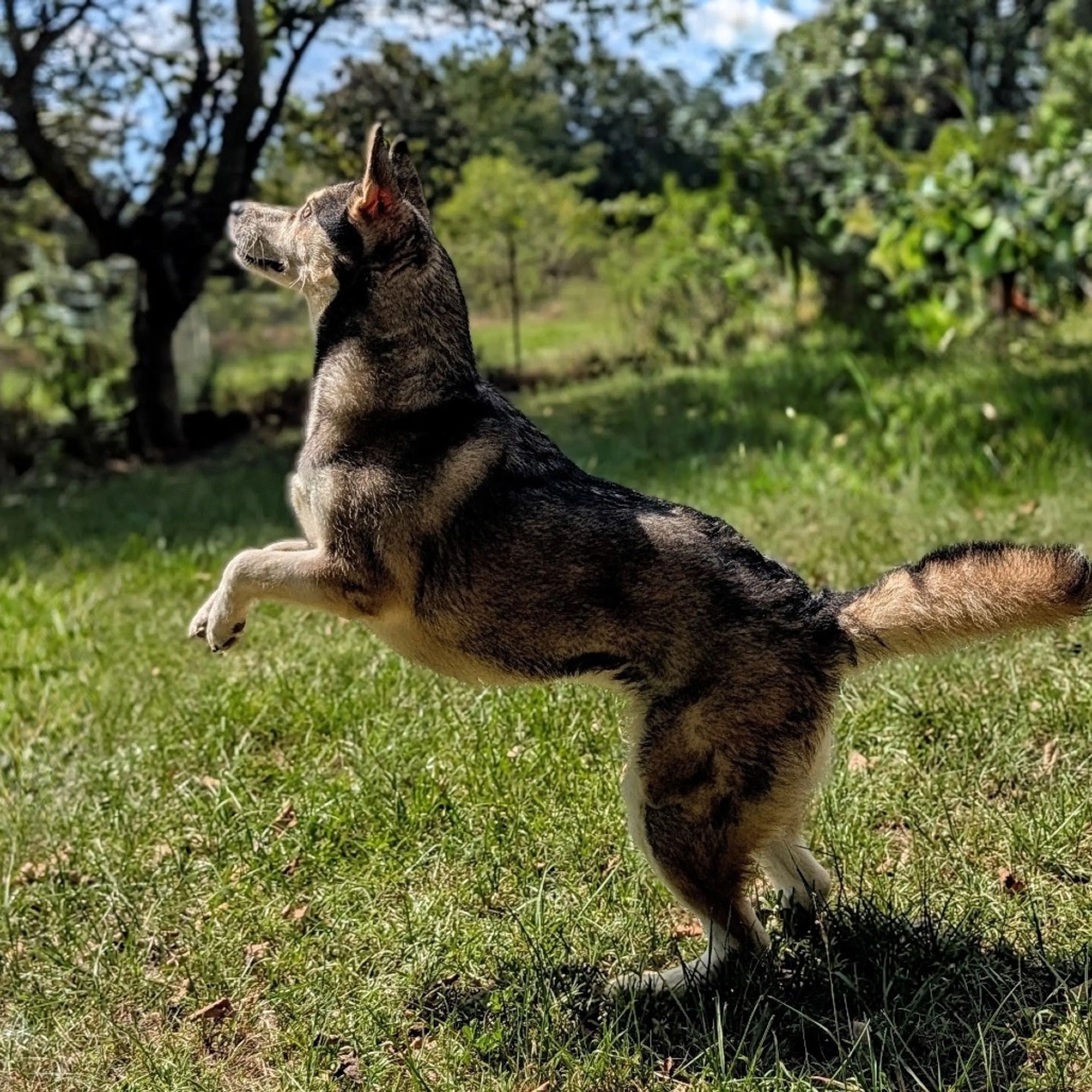 cdn image