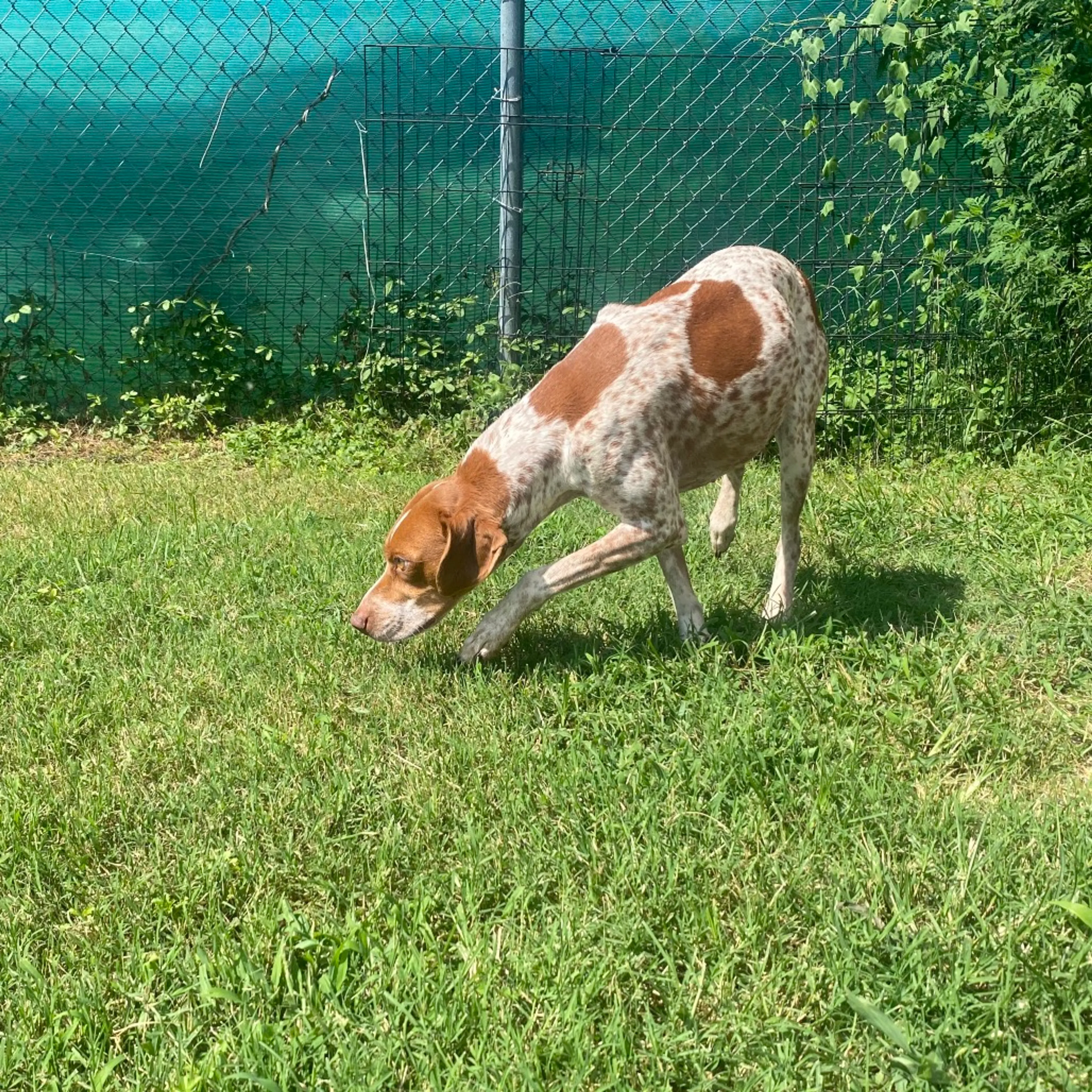 cdn image