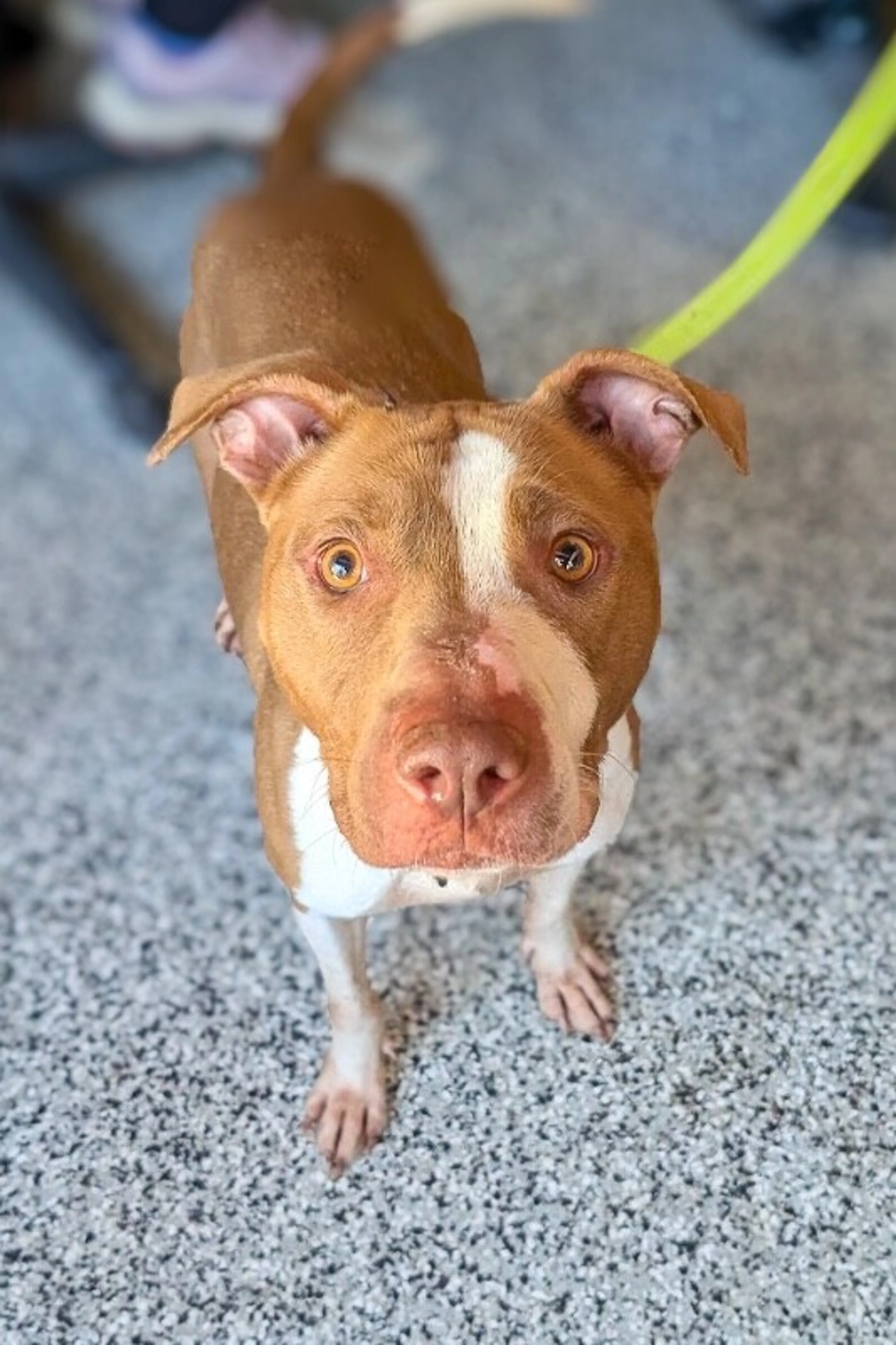cdn image