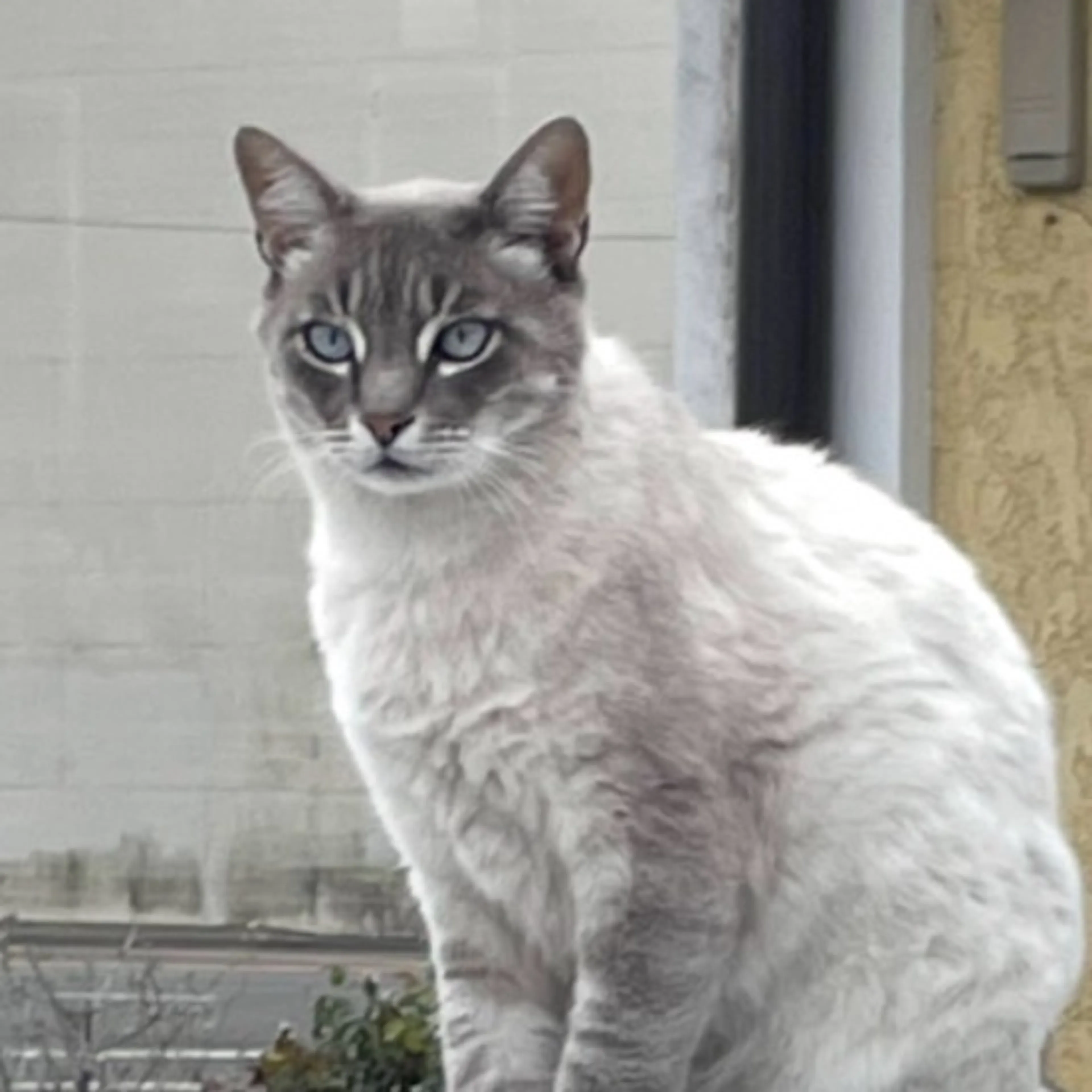 cdn image