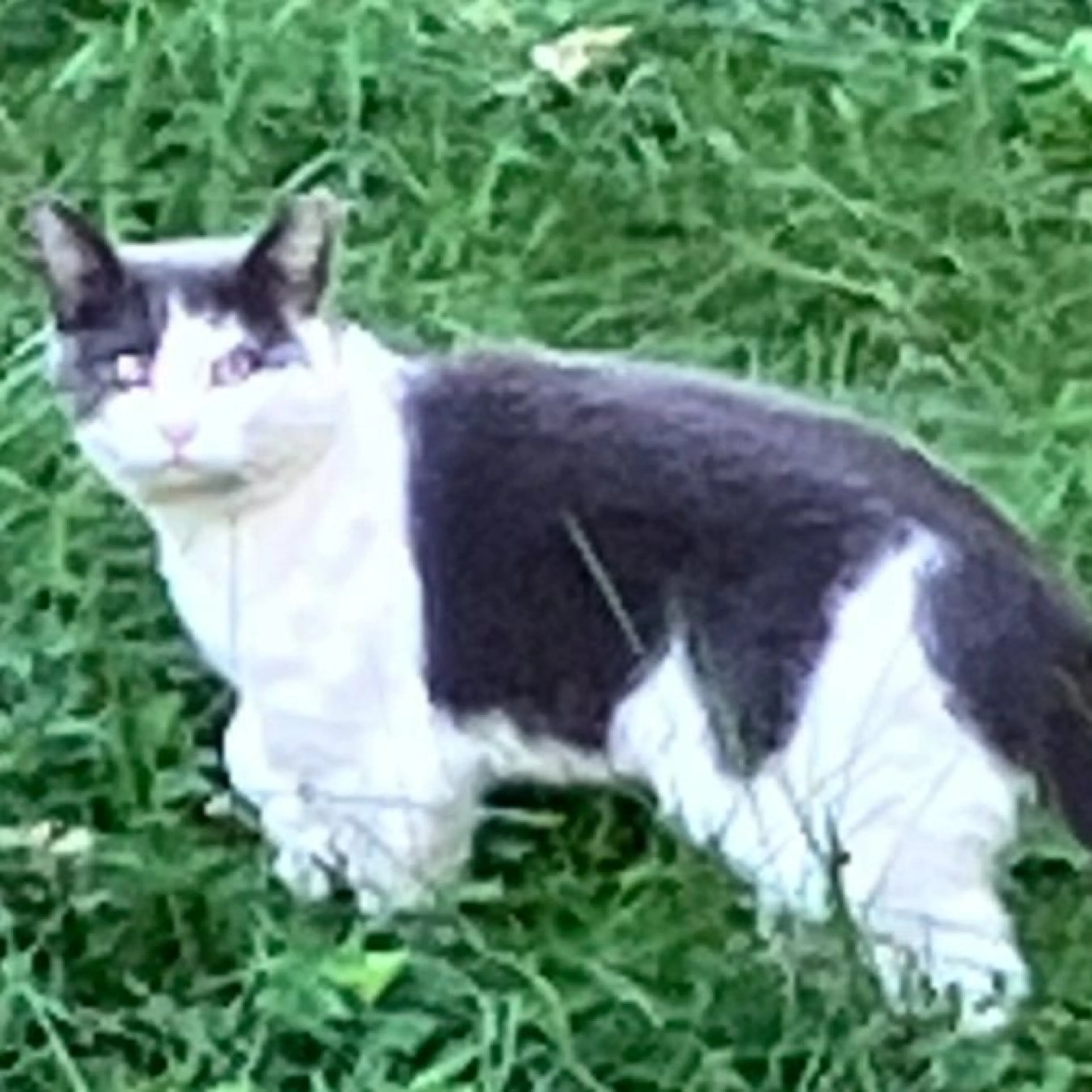 cdn image