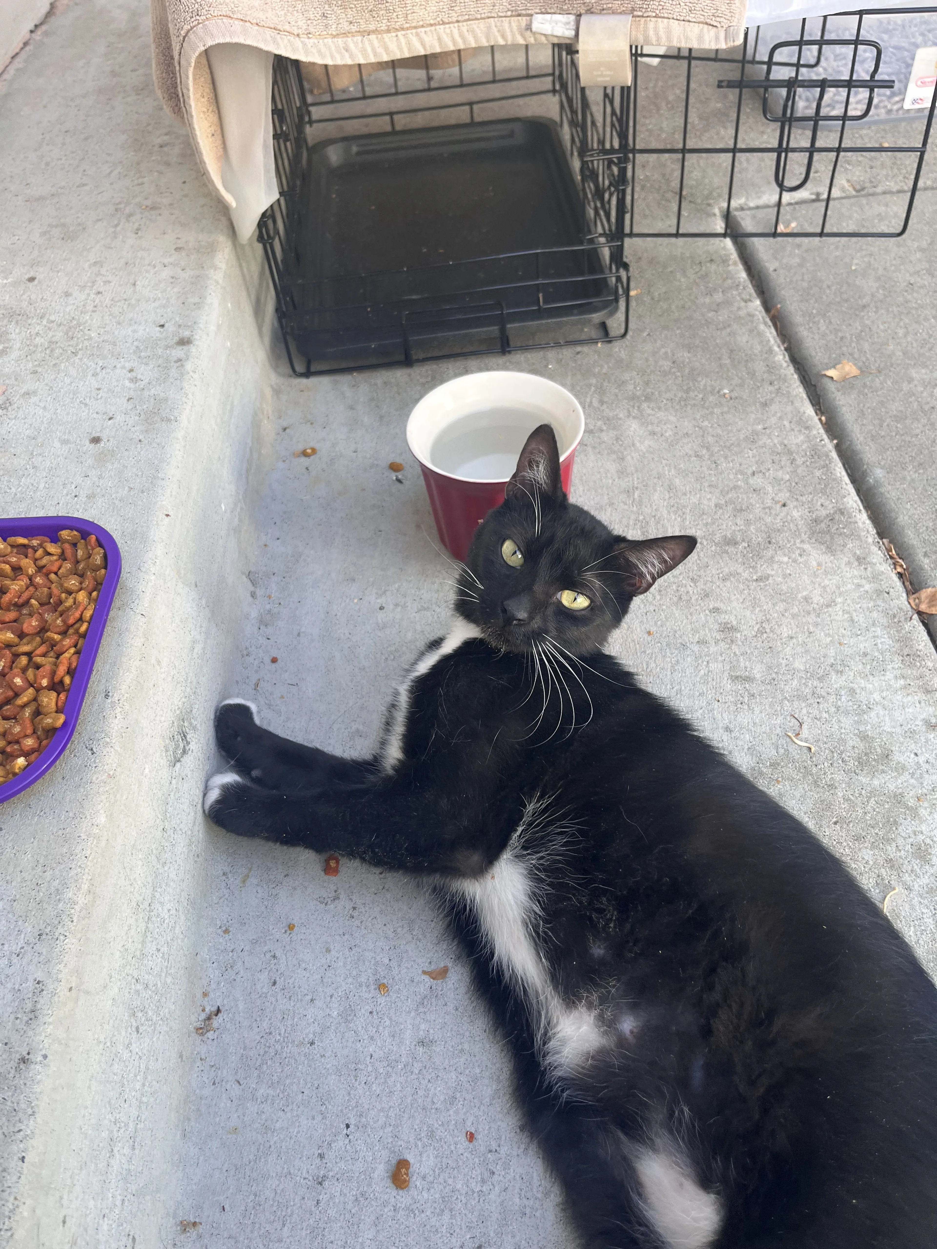 cdn image