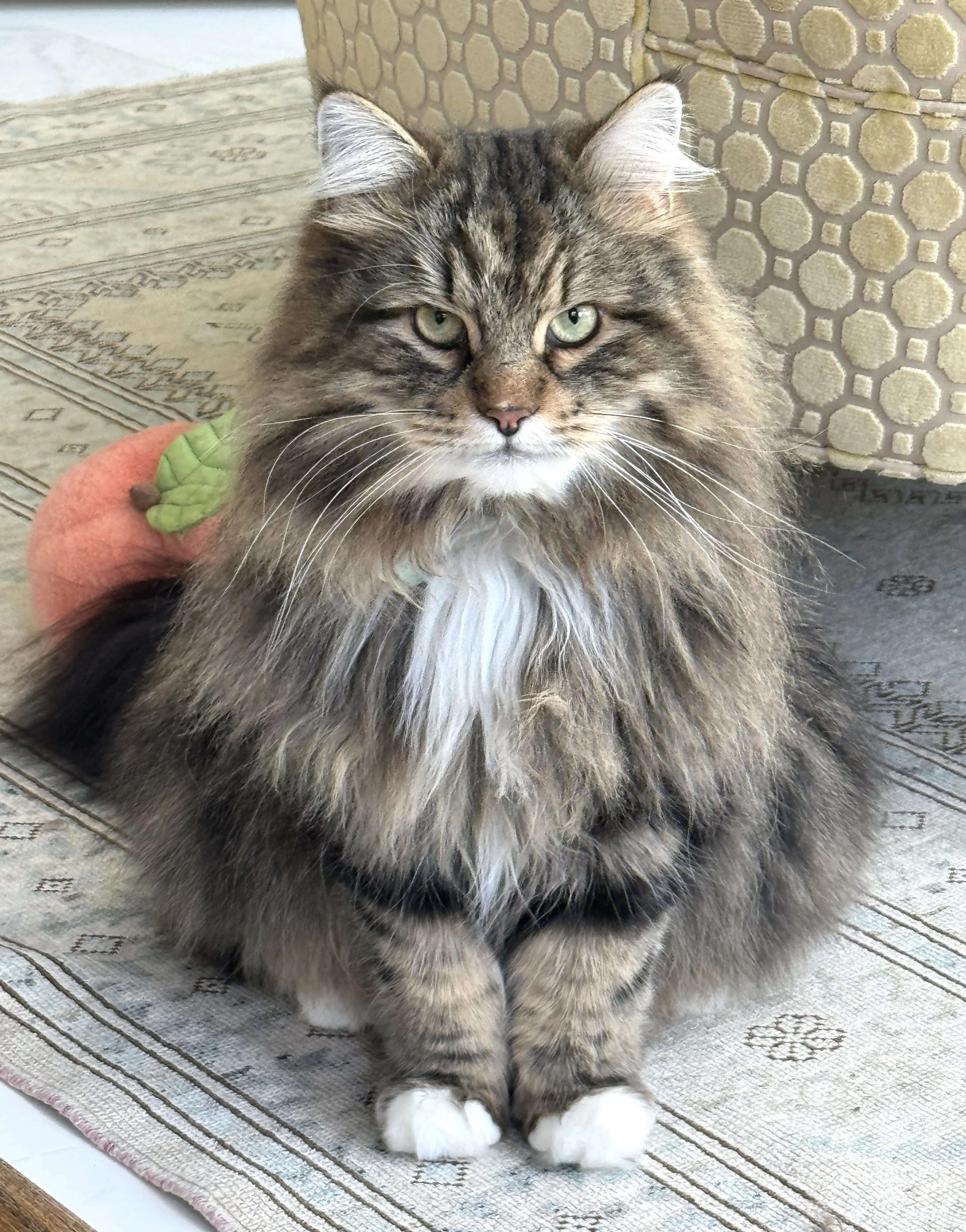 cdn image