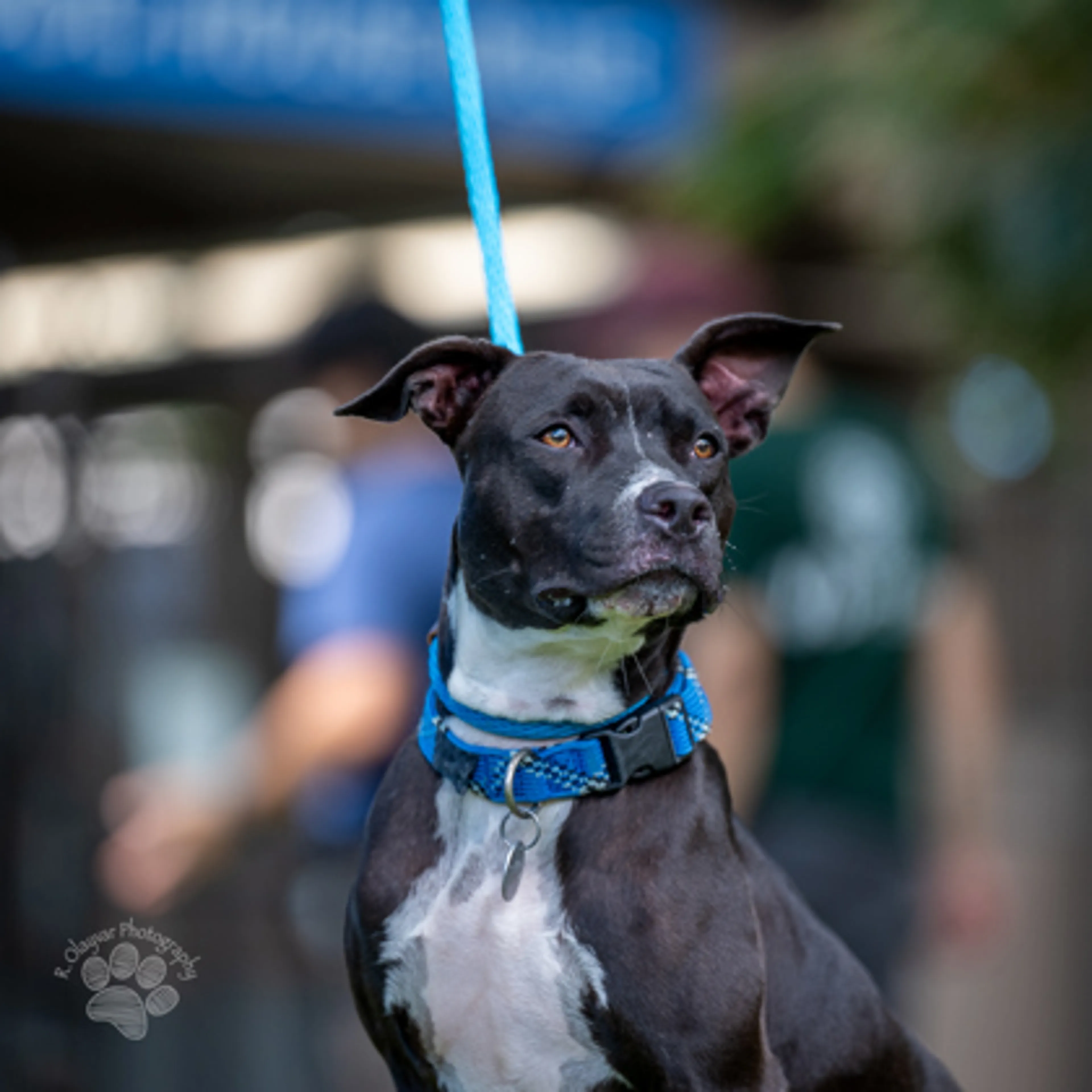 cdn image