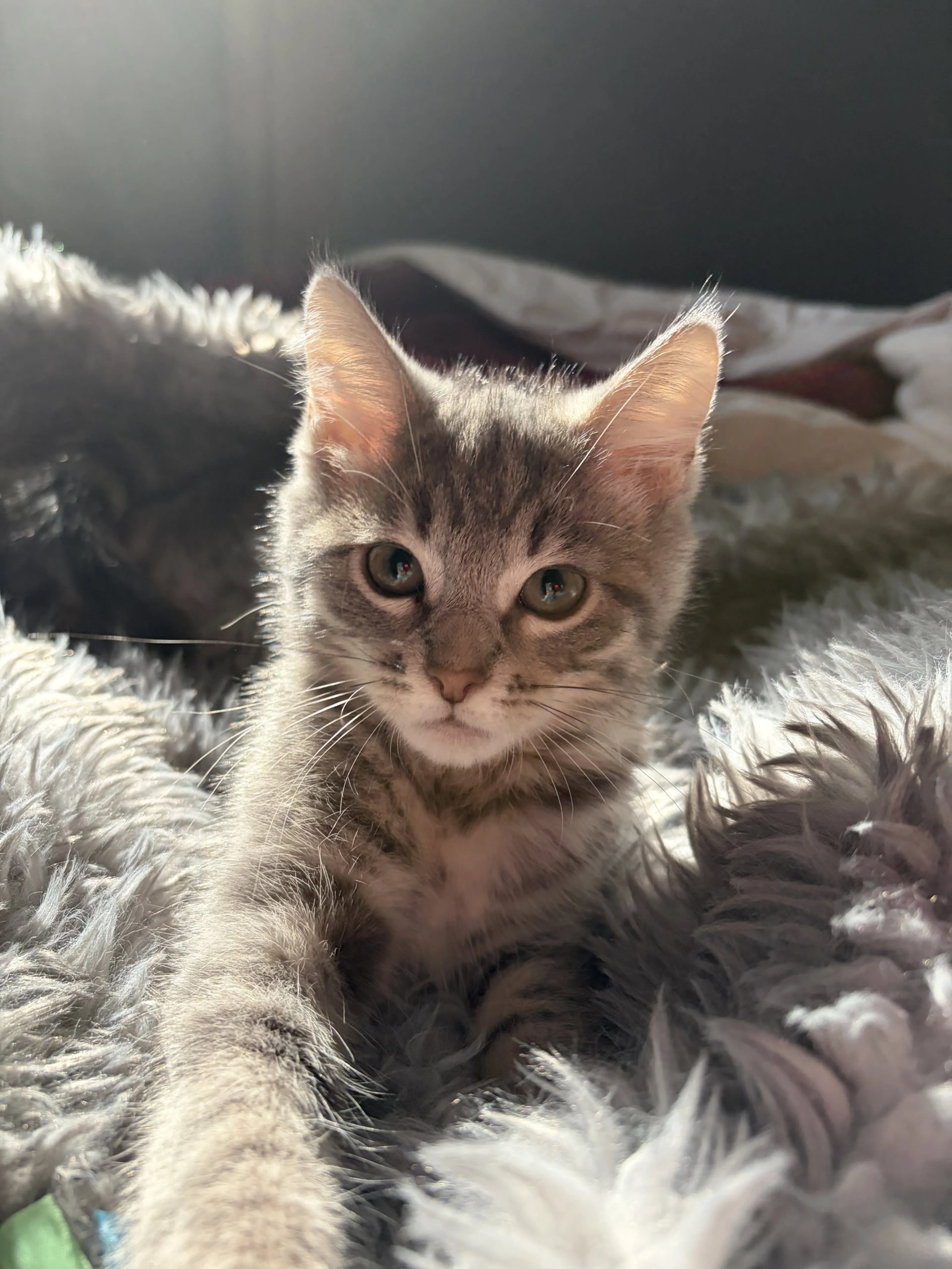 cdn image