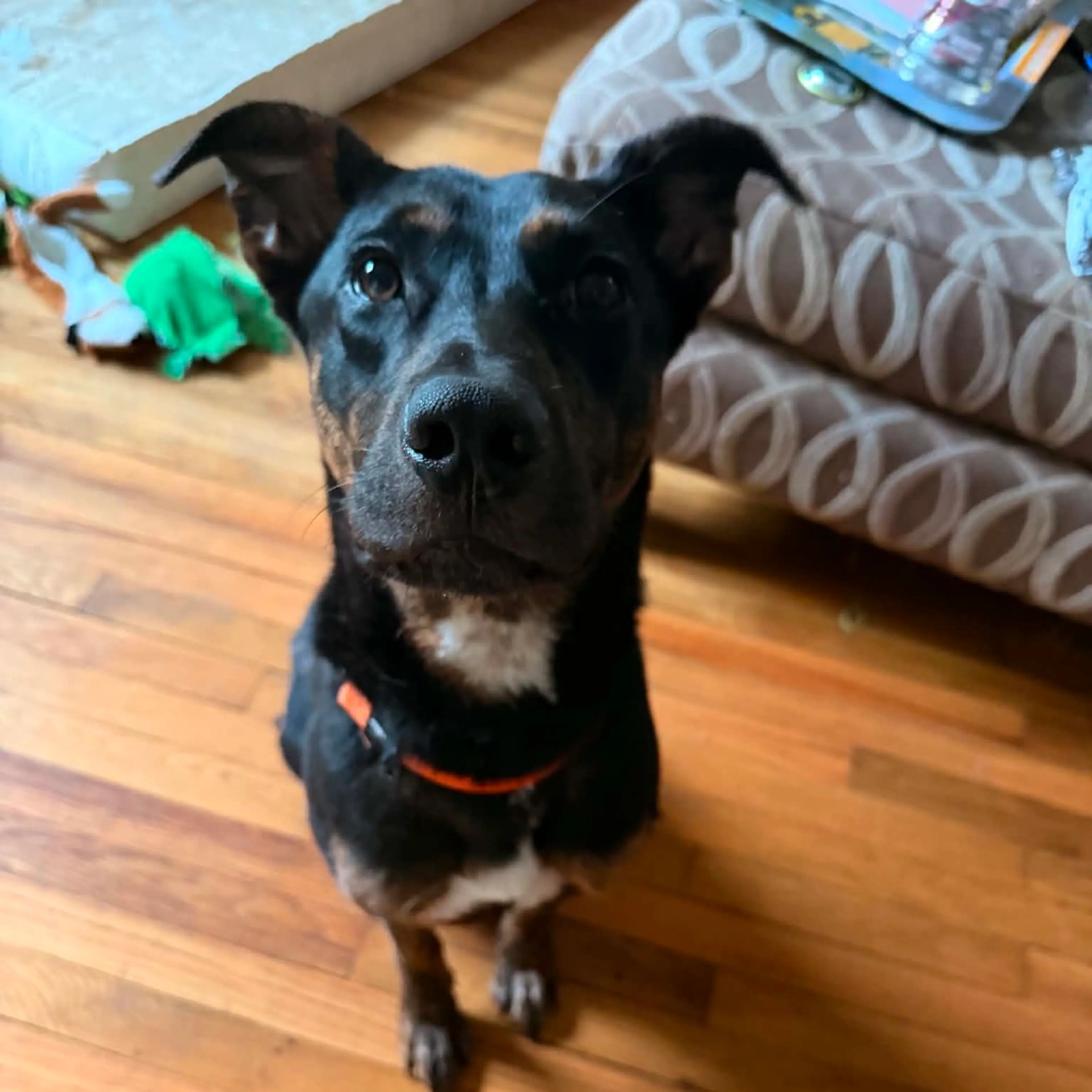 cdn image