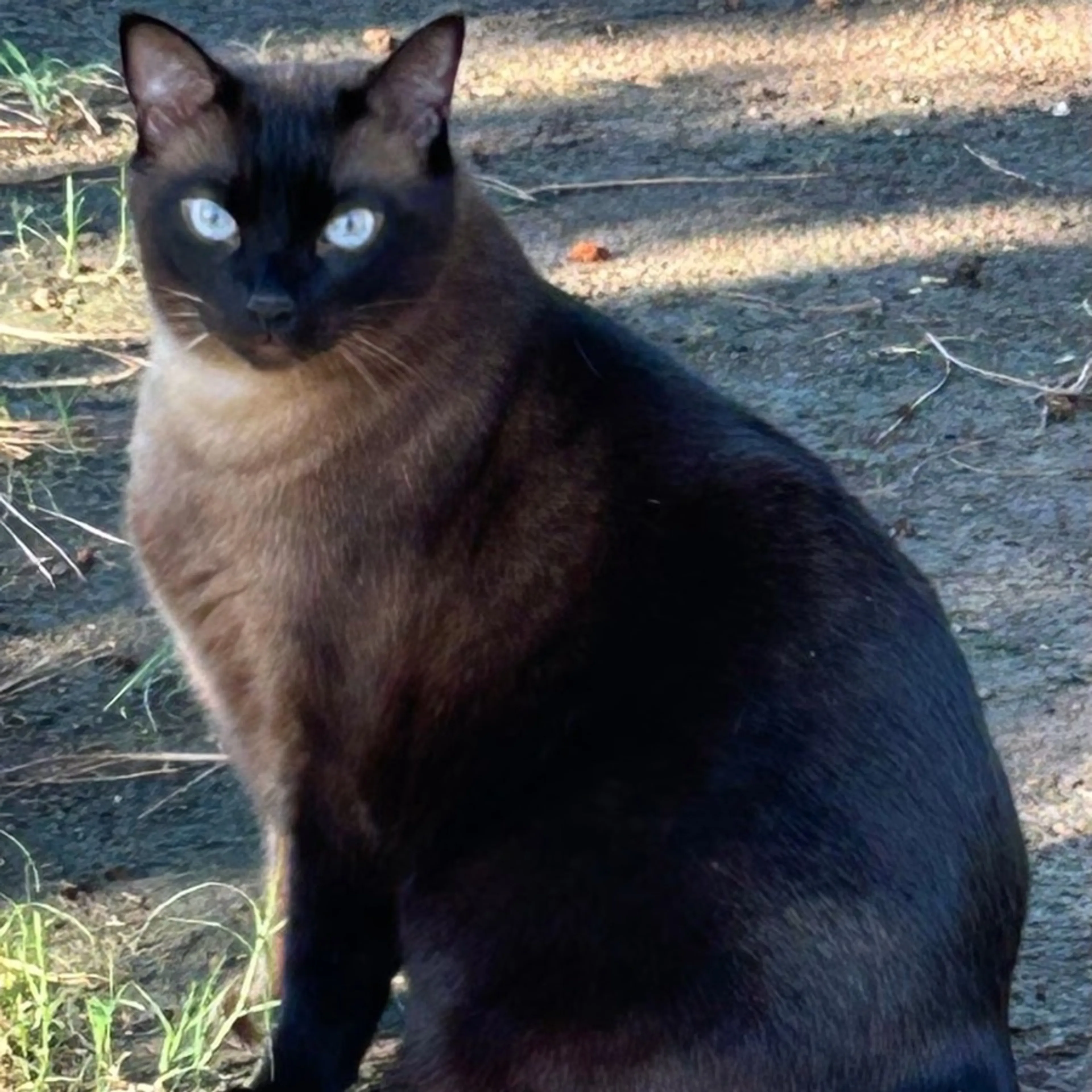 cdn image