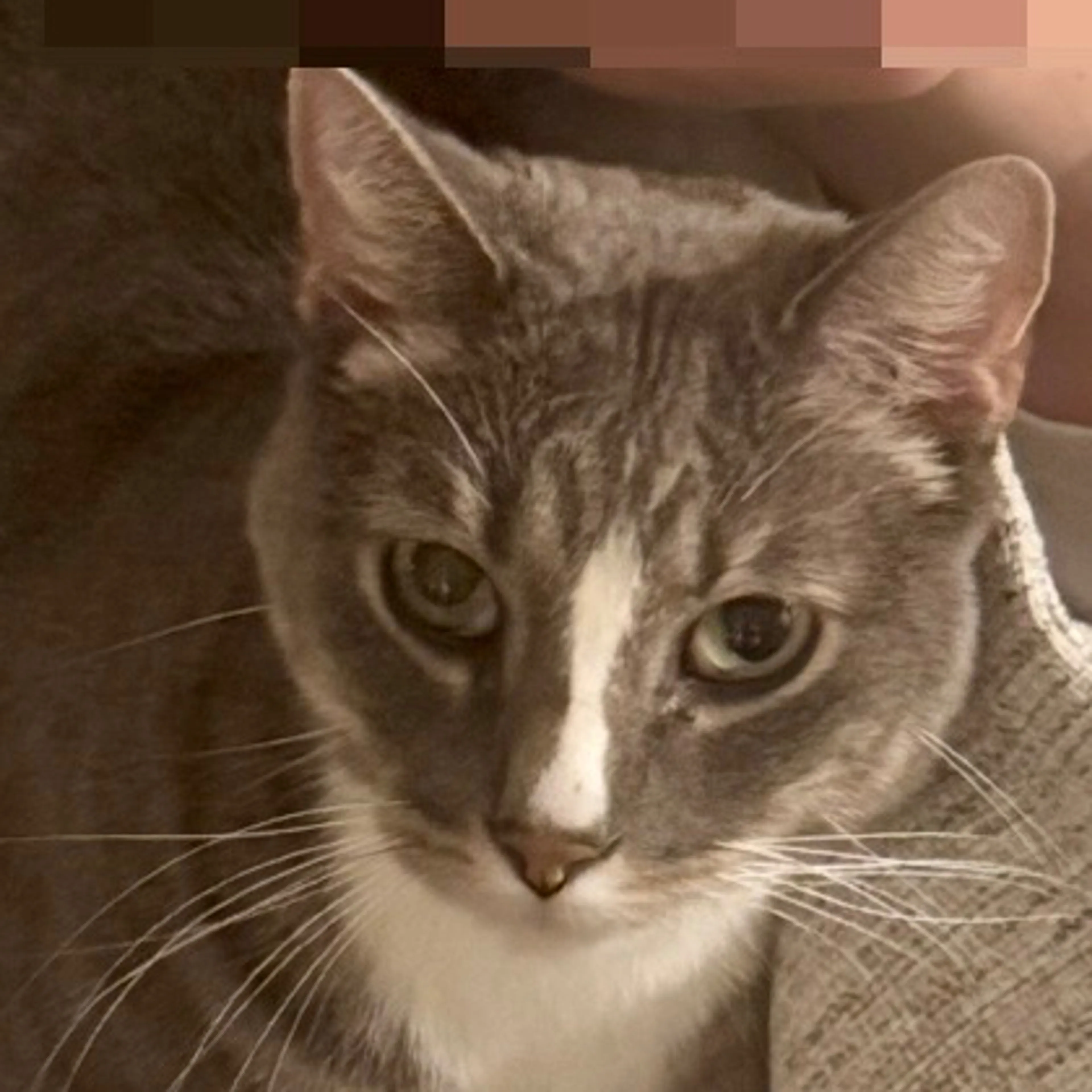 cdn image