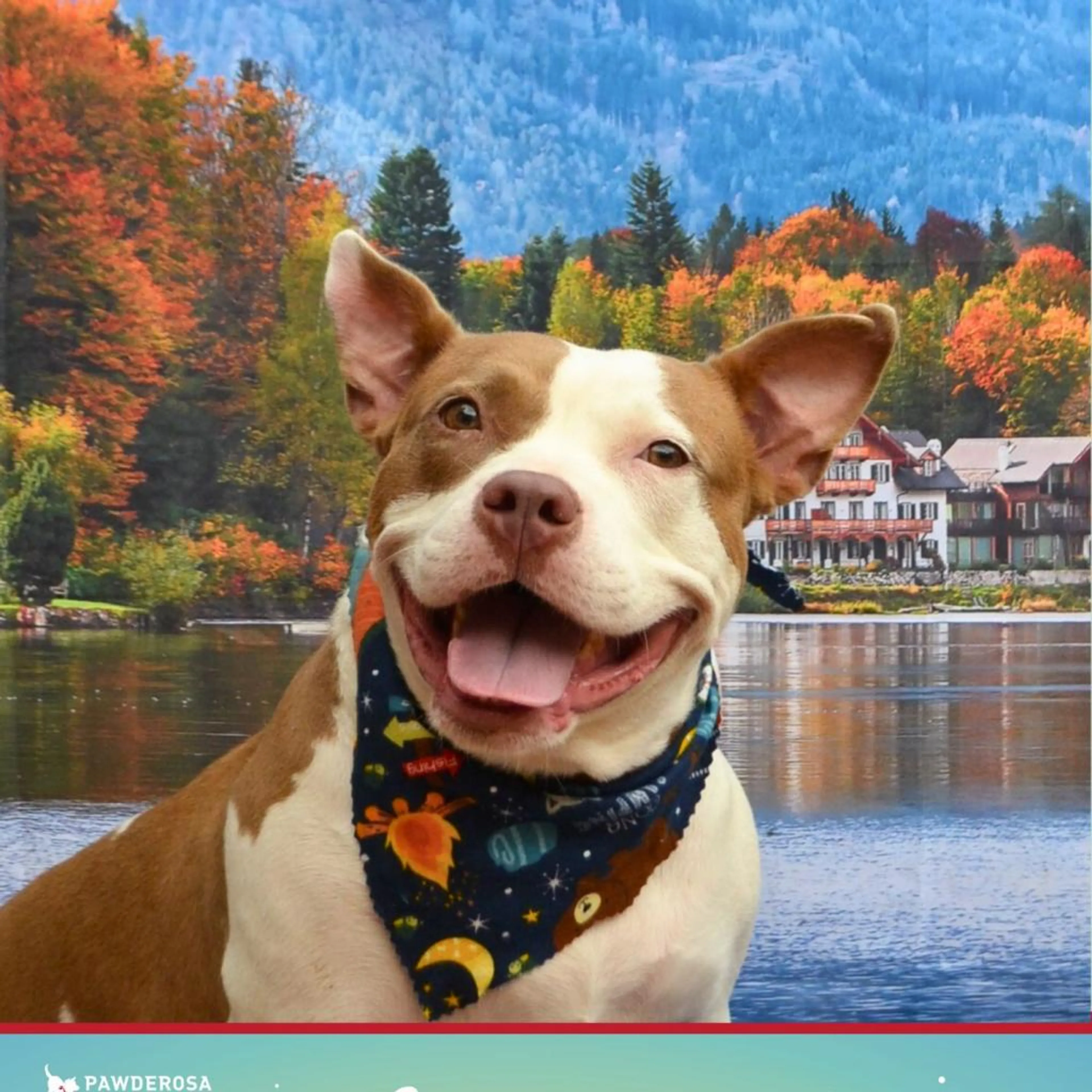 cdn image