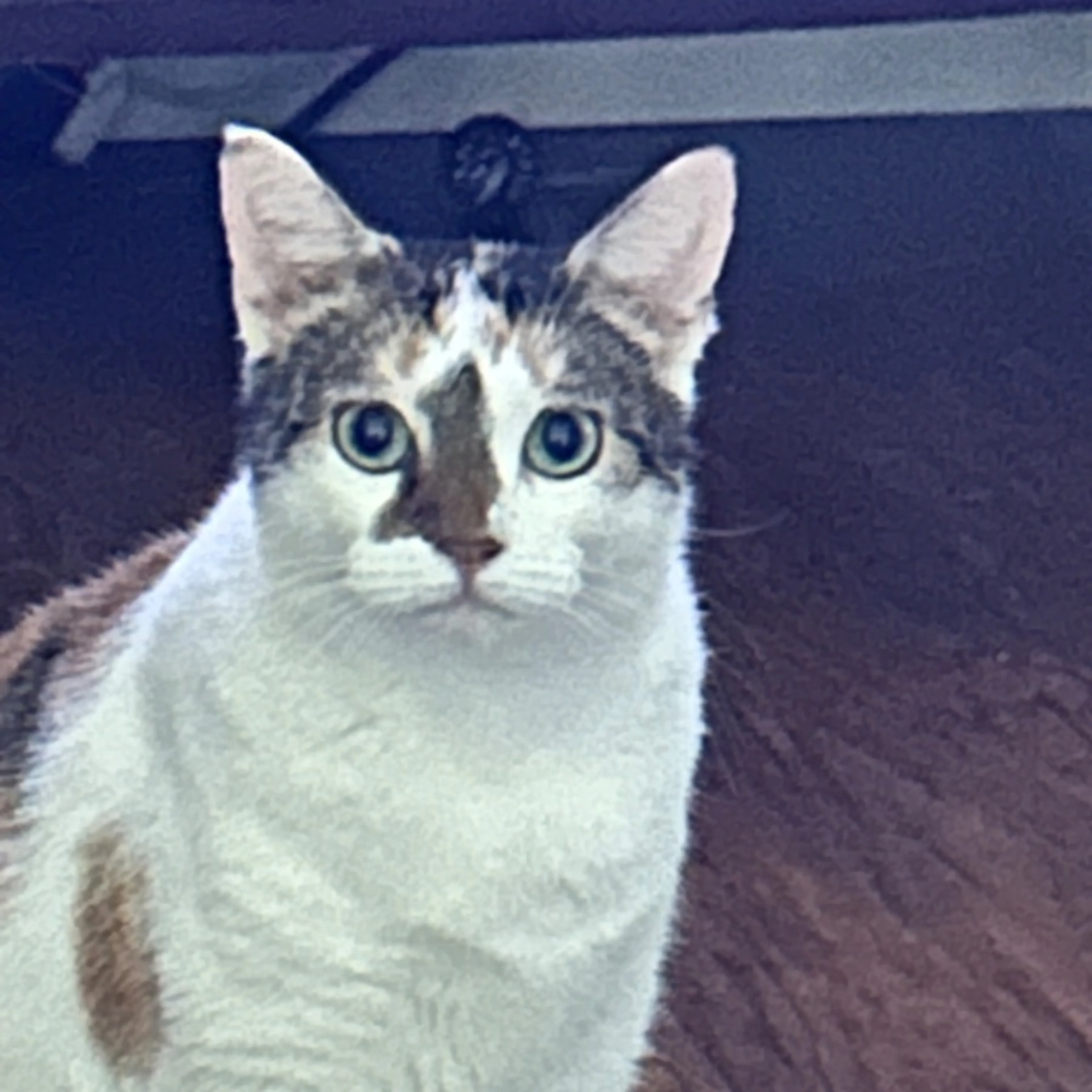 cdn image