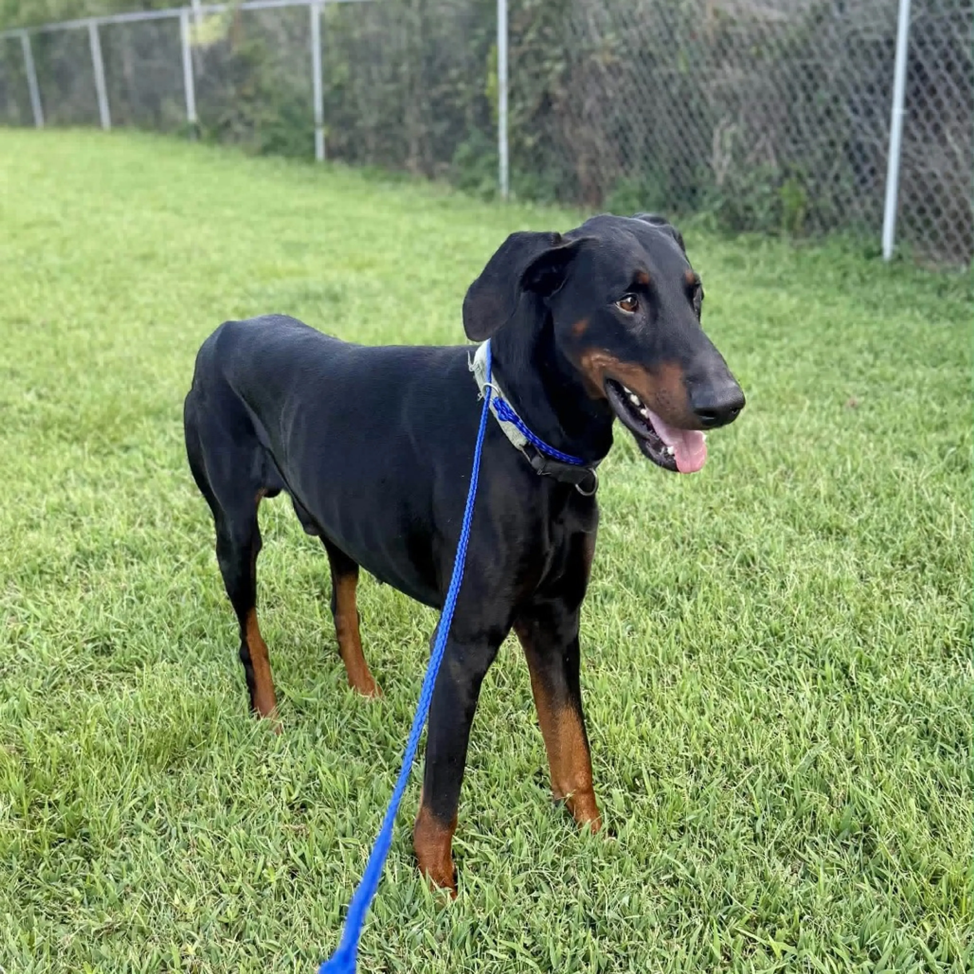 cdn image