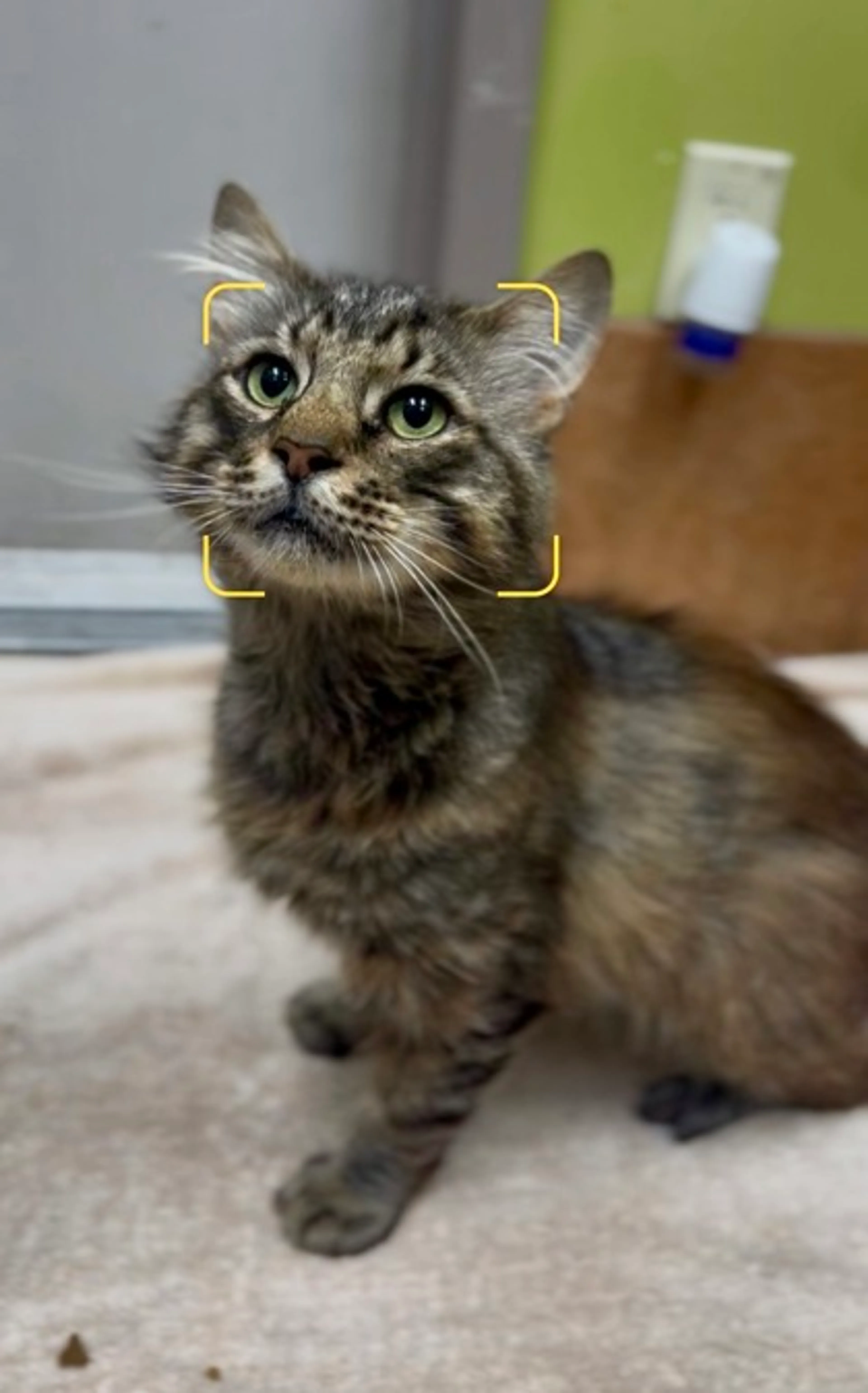 cdn image