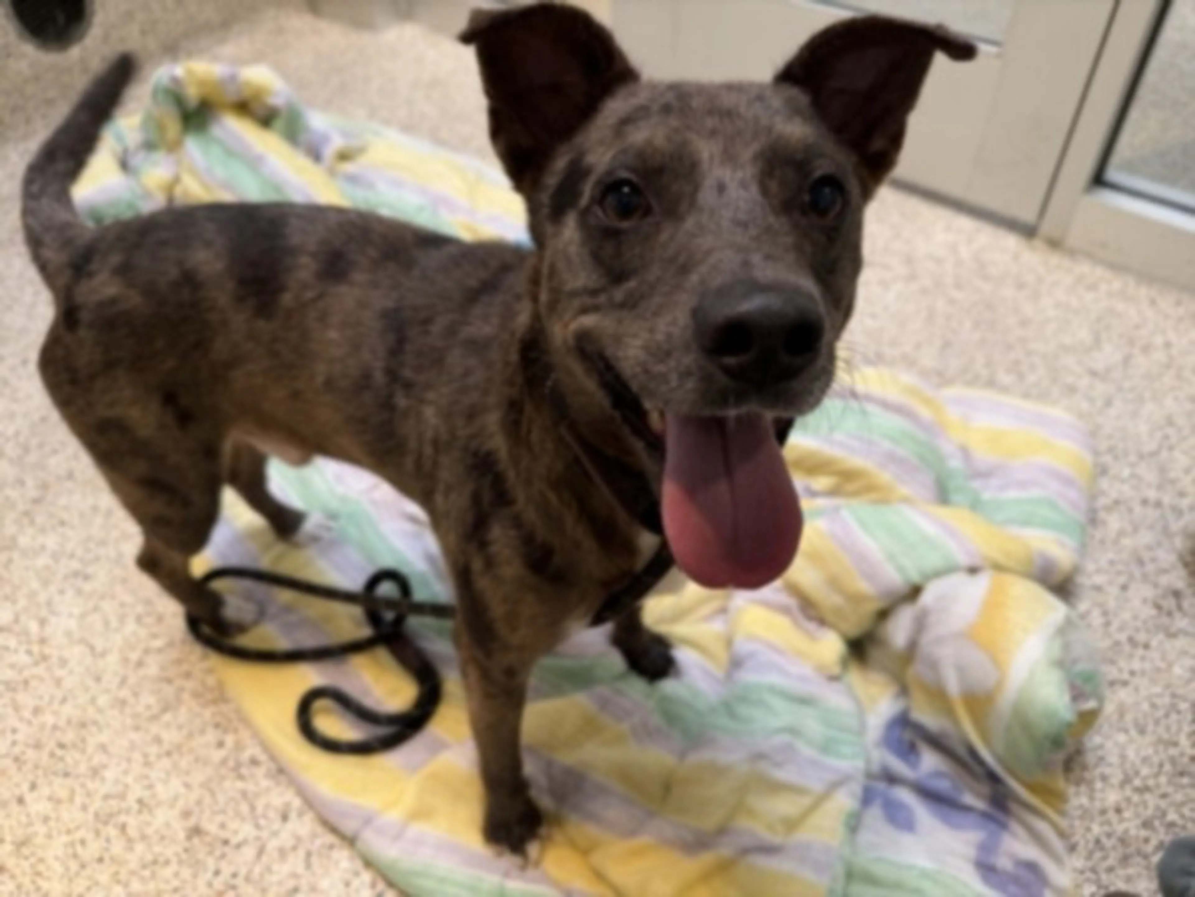 cdn image