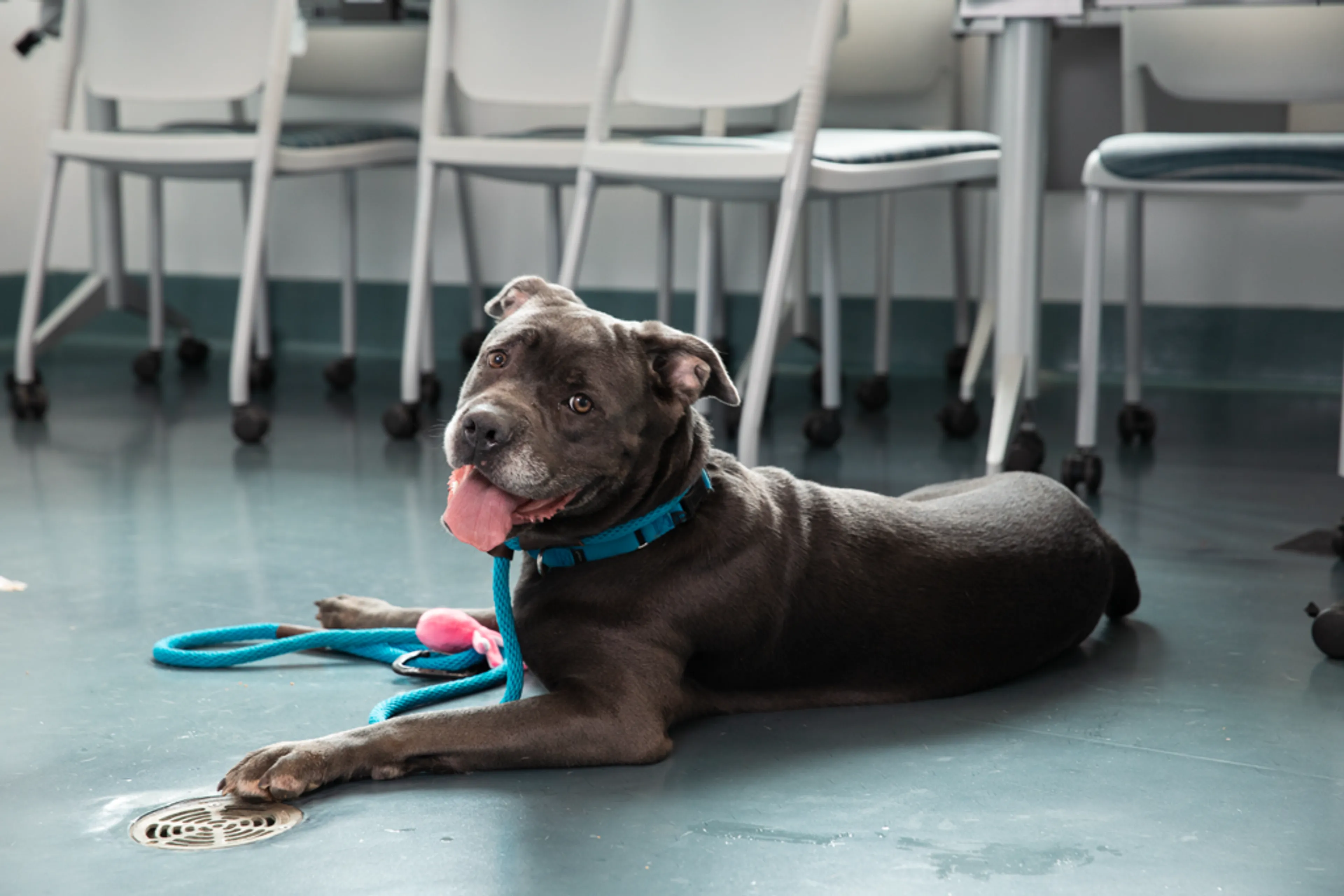 cdn image