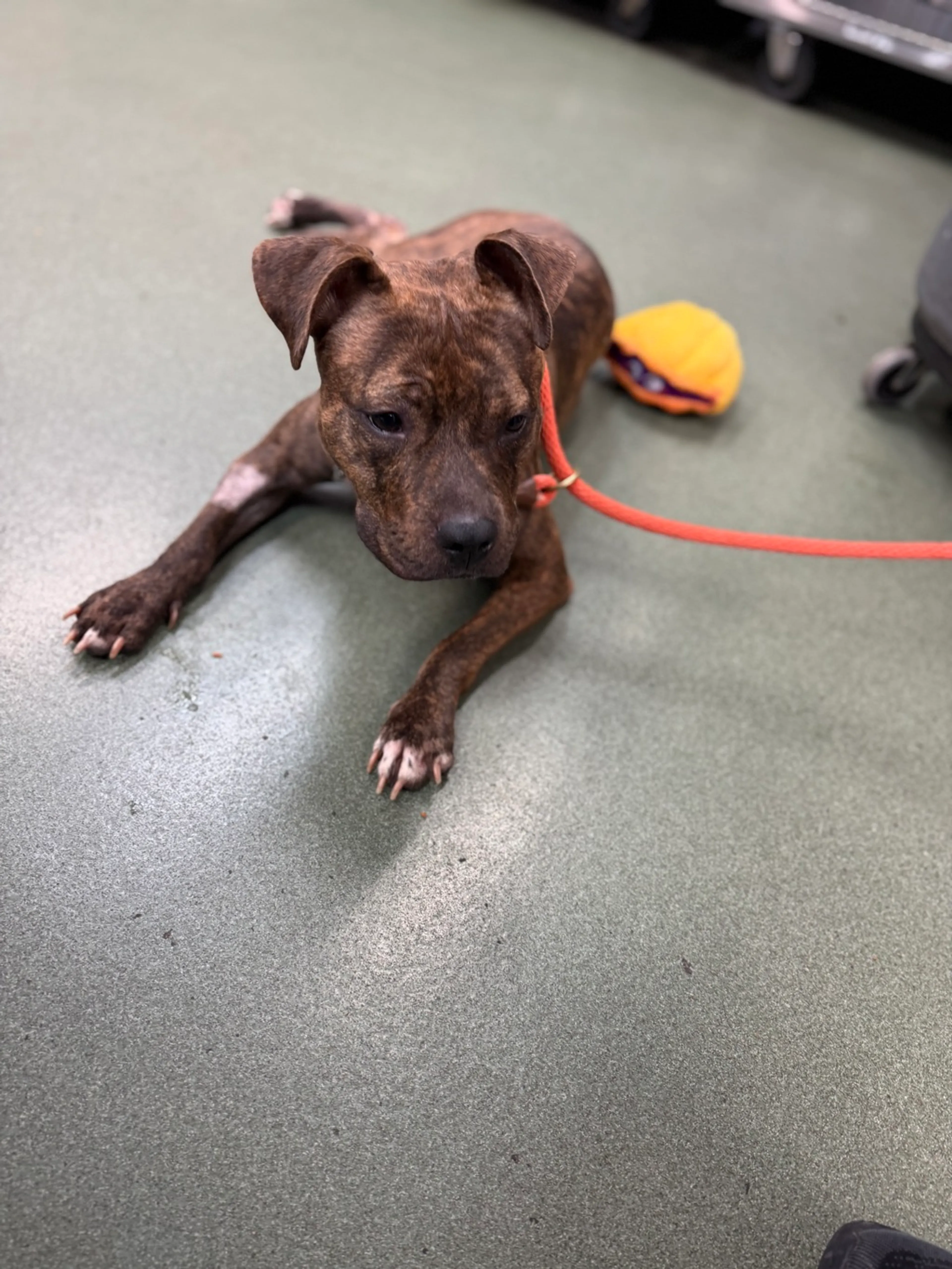 cdn image