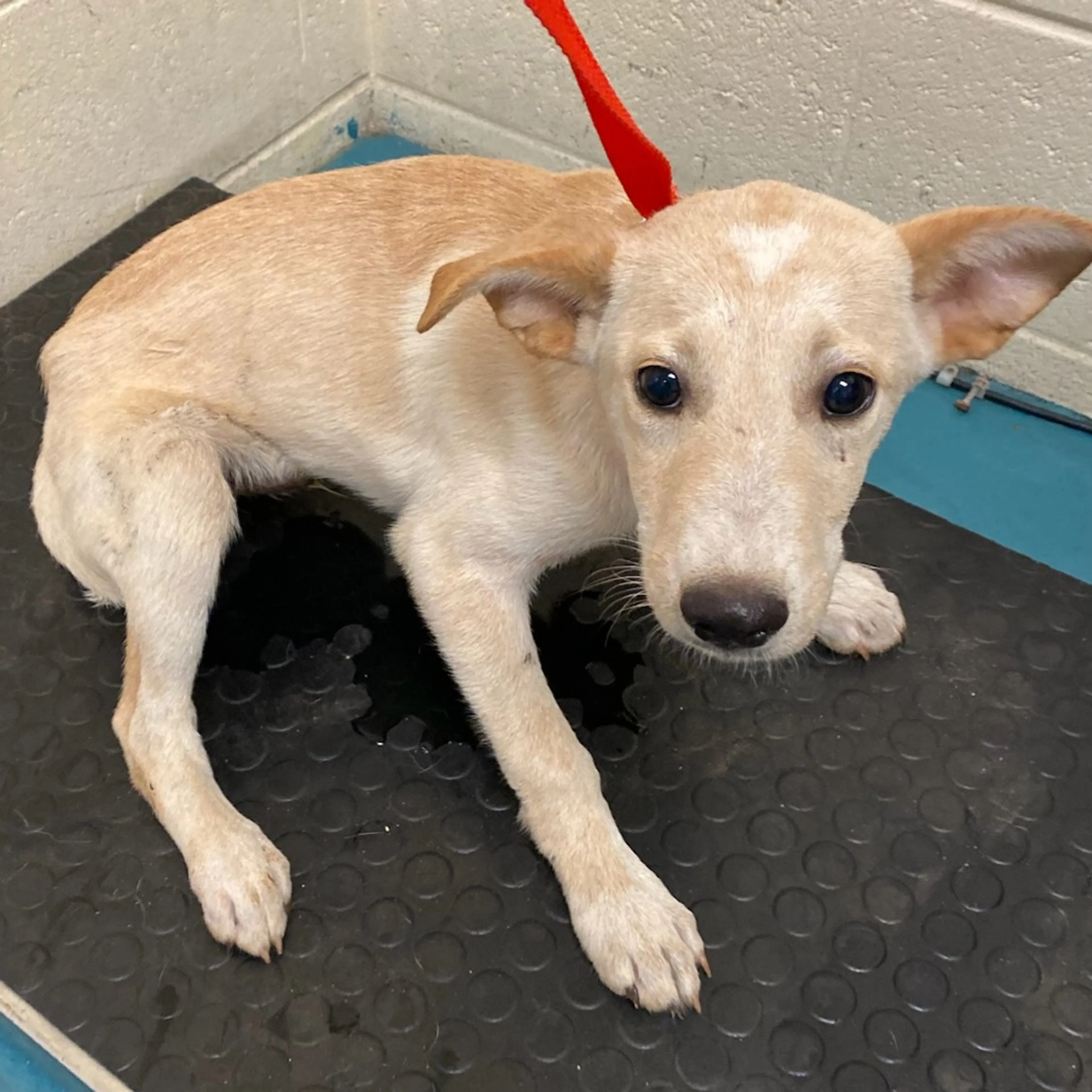 cdn image