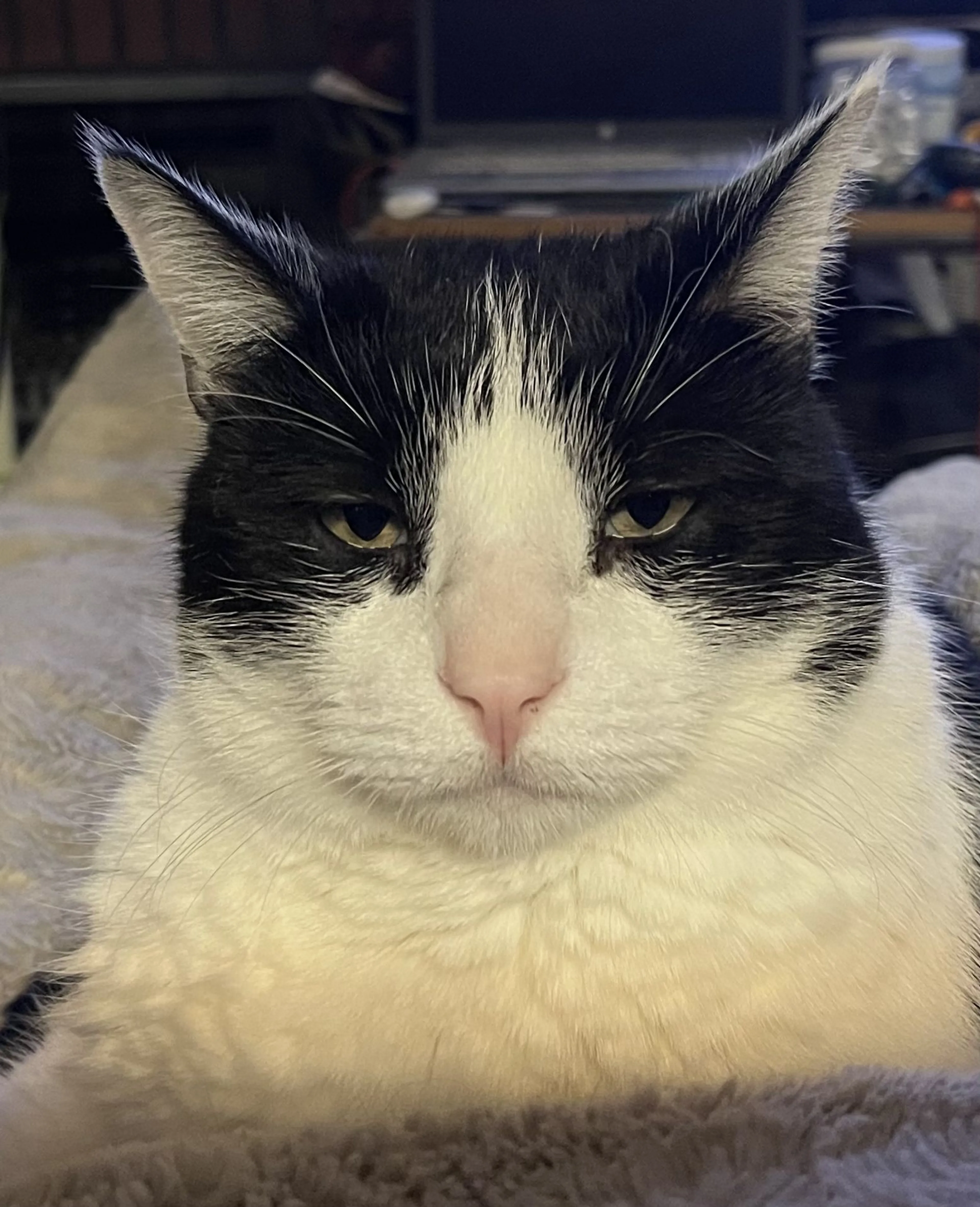 cdn image